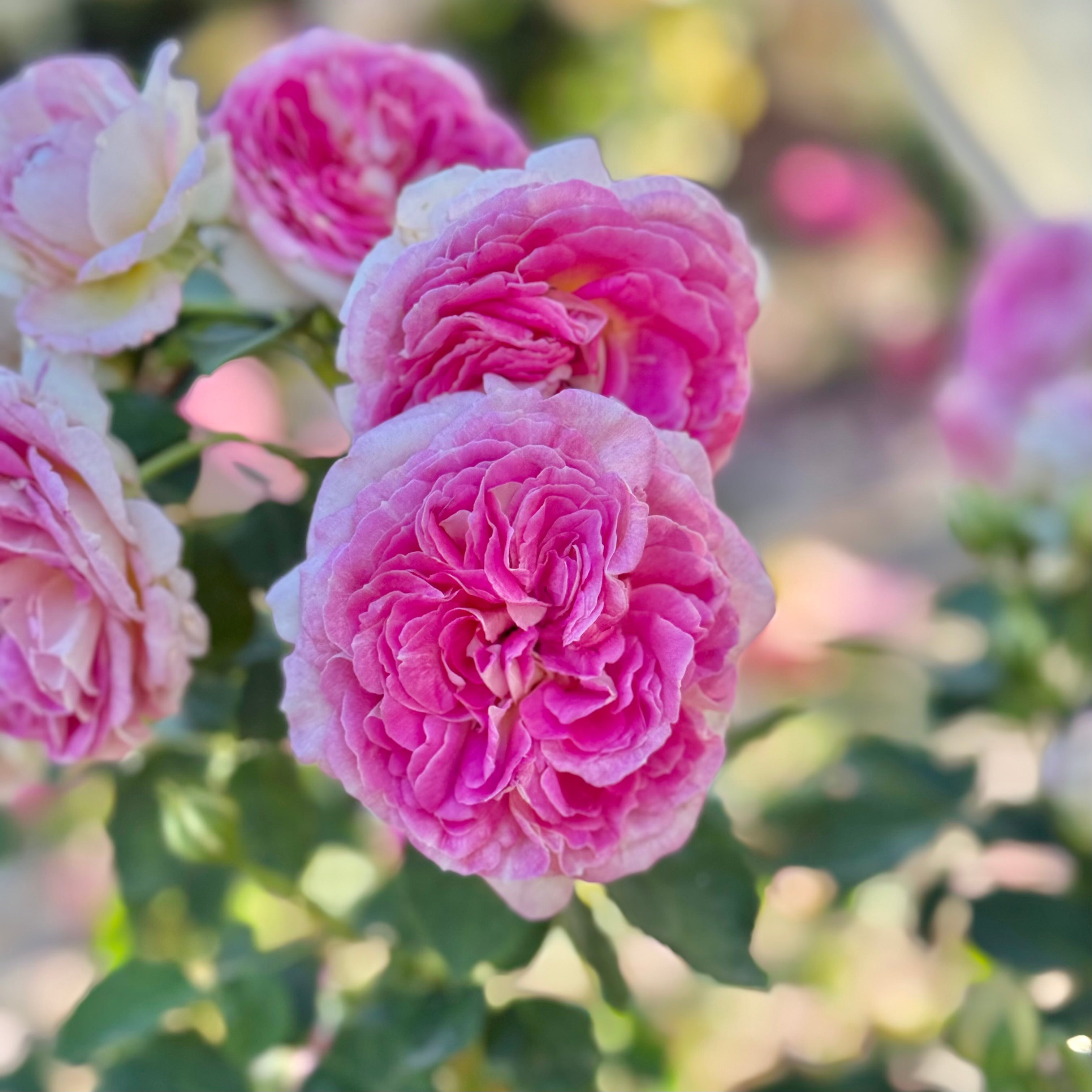 Fashion Forward™ Potted Rose Bush
