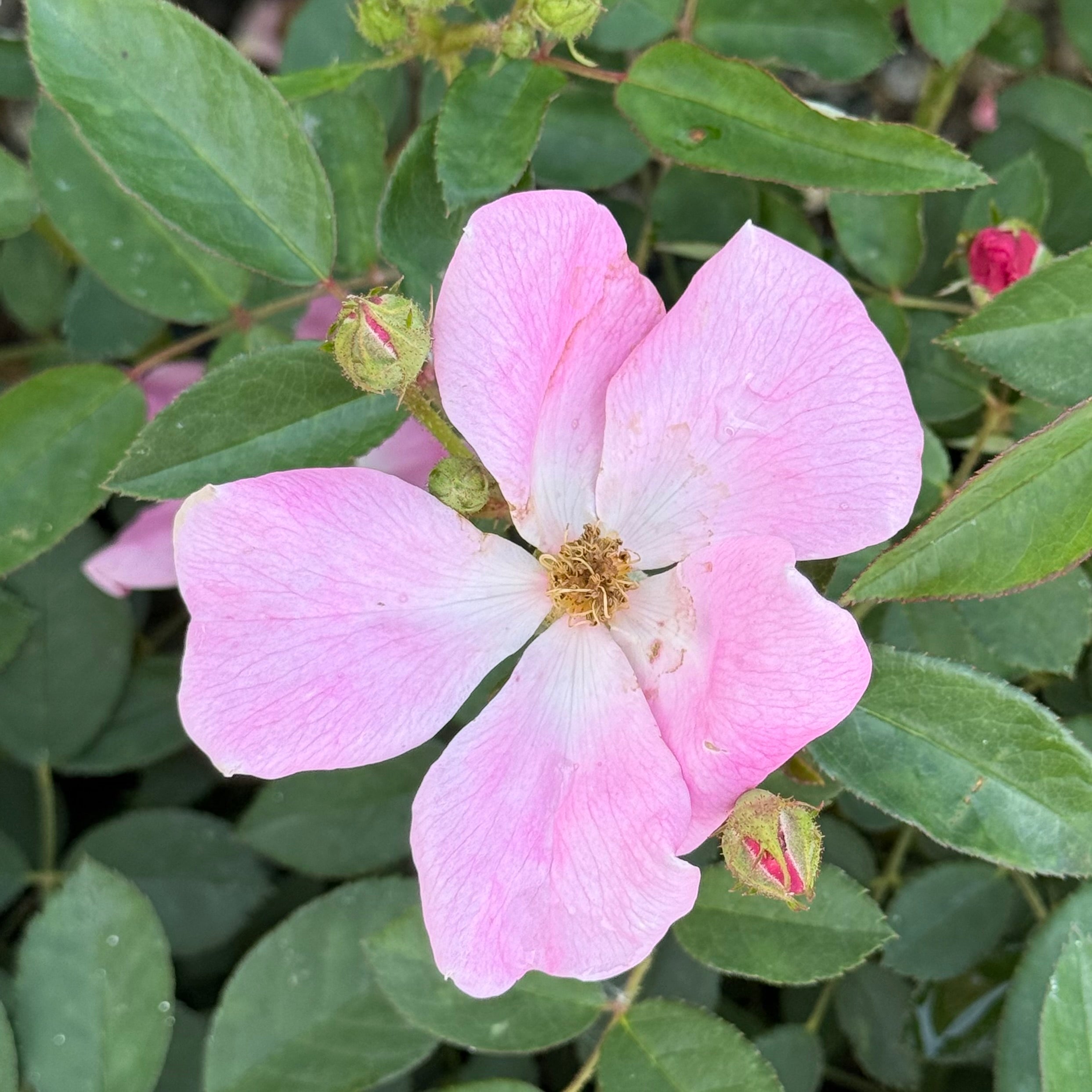 Nearly Wild Potted Rose Bush