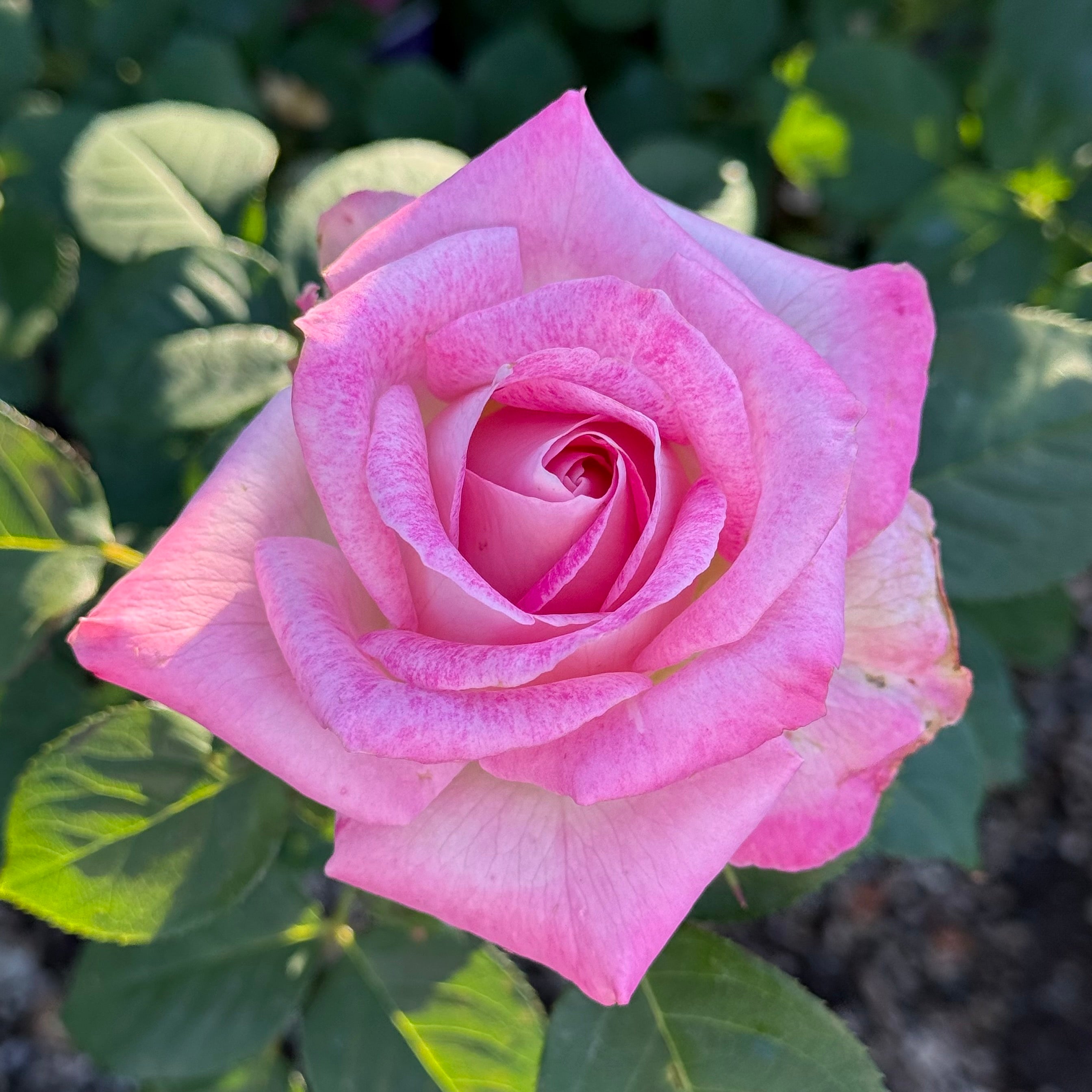 Painted Porcelain™ Potted Tree Rose