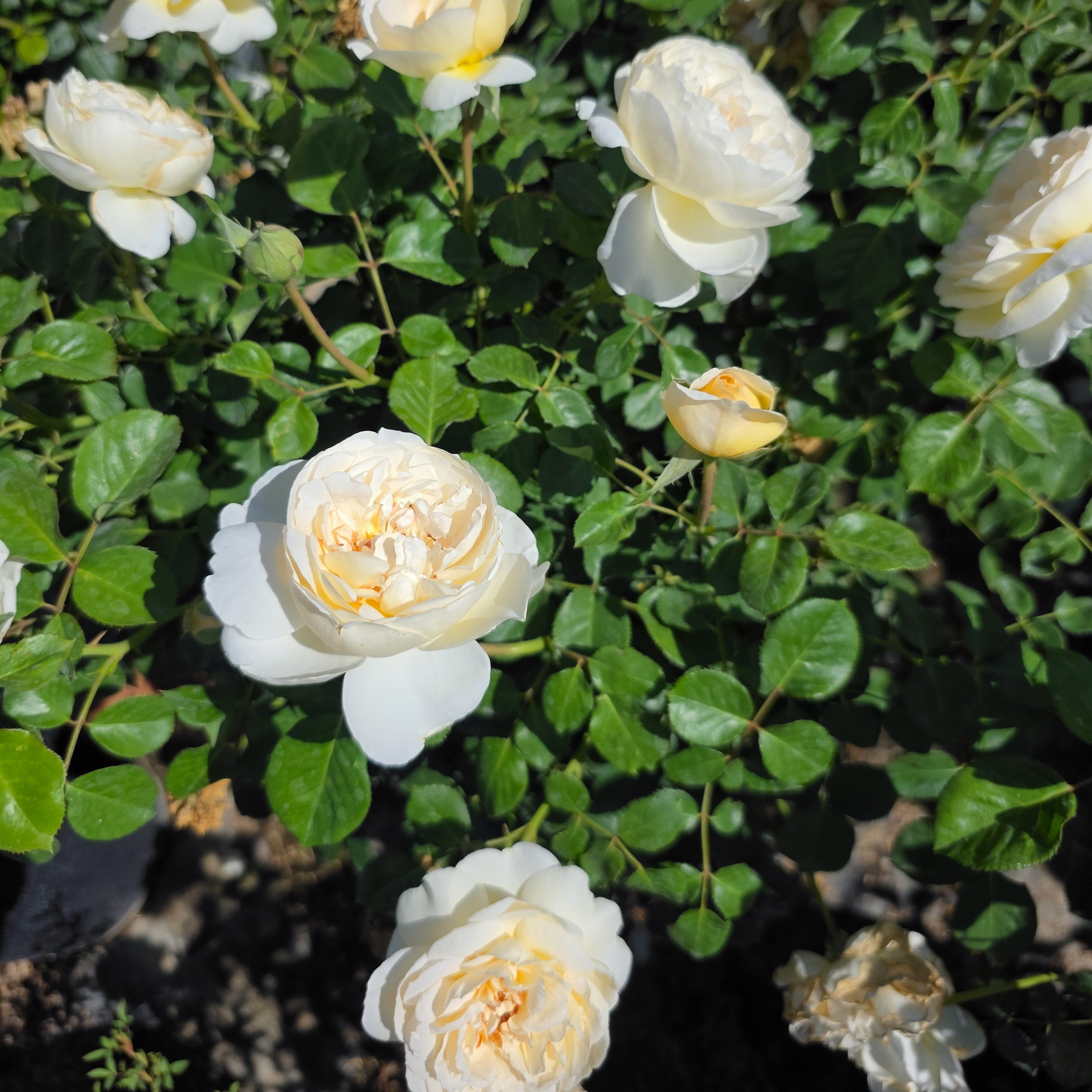 Wilhelmina-Grace™ Potted Rose Bush