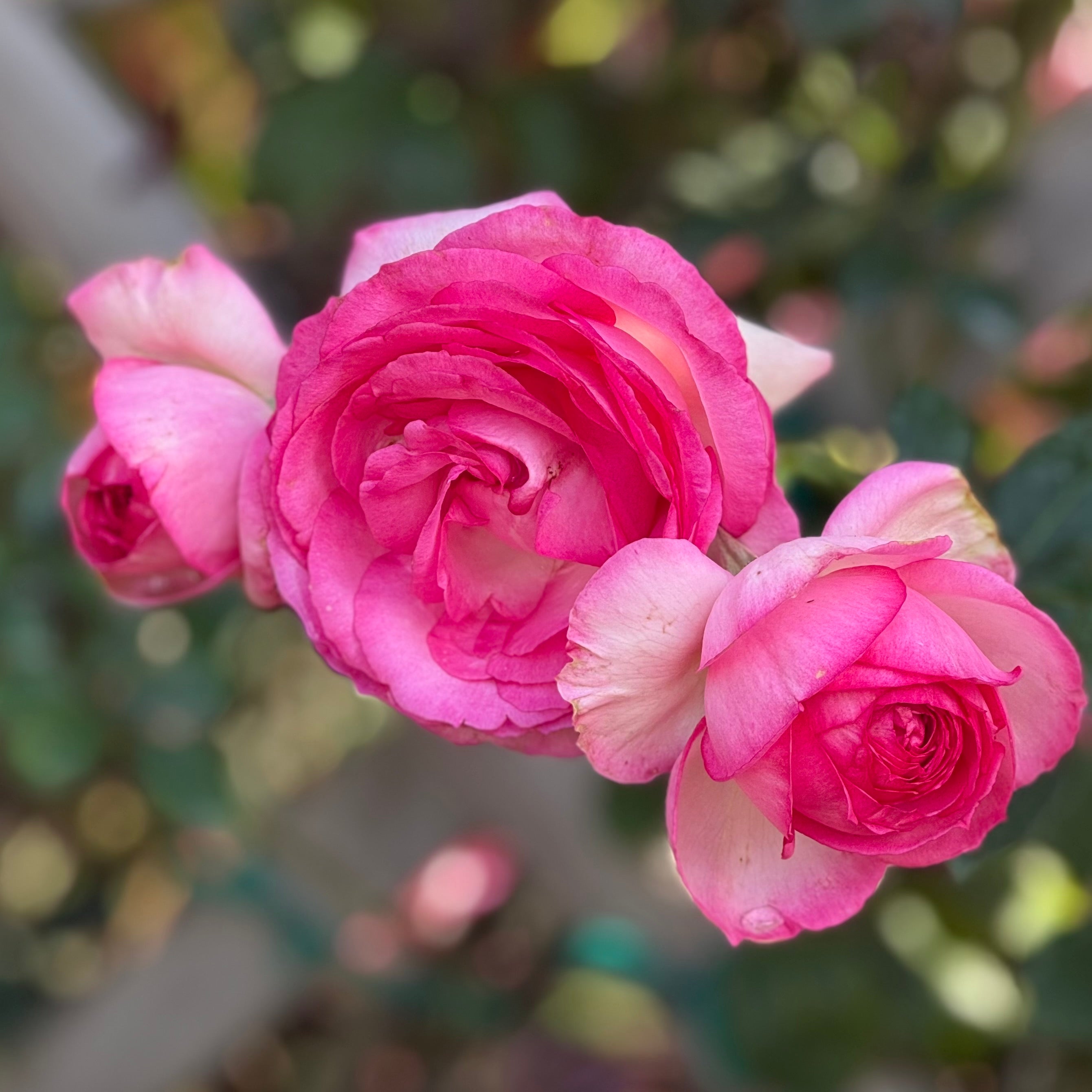 Eden Climber® Pretty In Pink Potted Climbing Rose