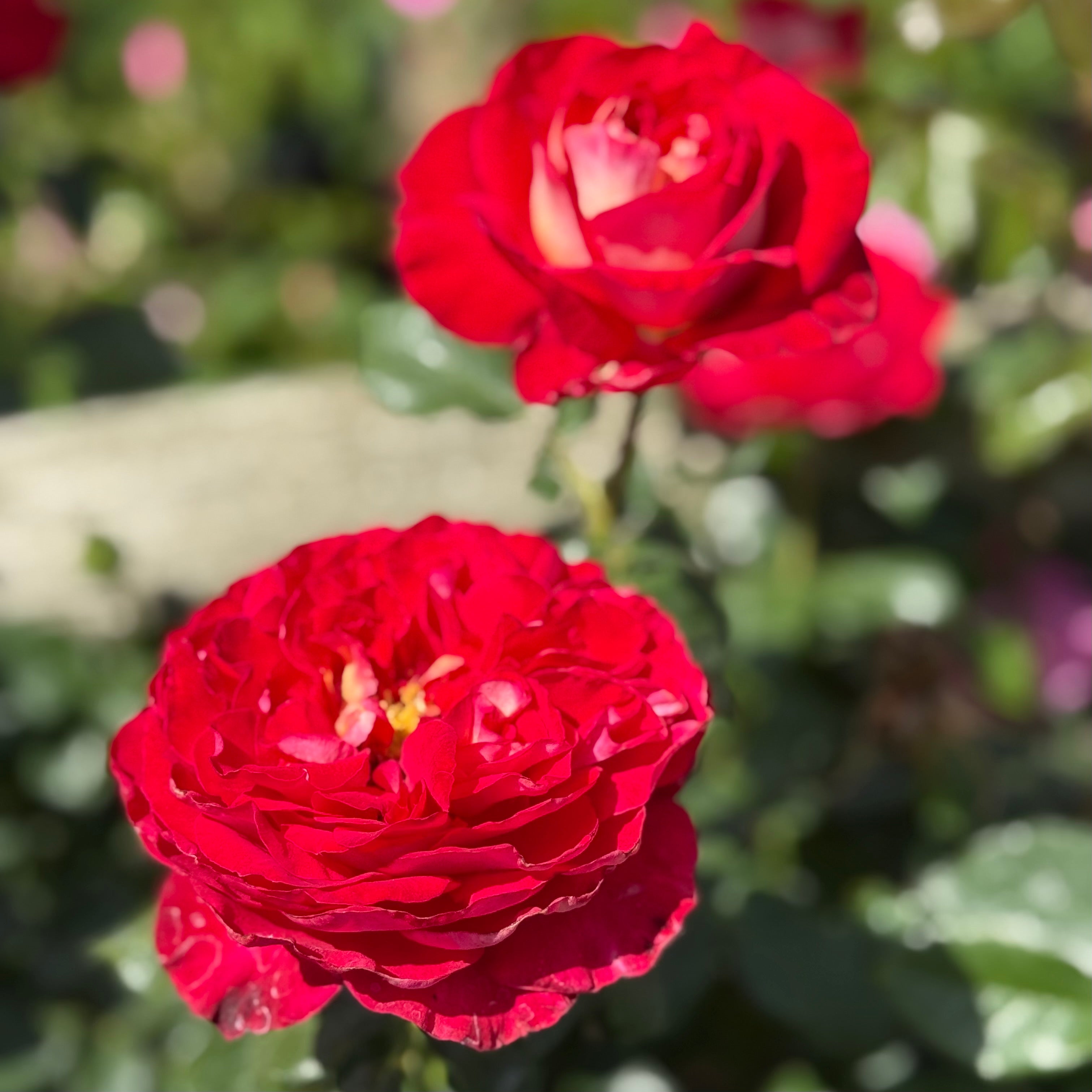 Gypsy Carnival ™ Potted Rose Bush