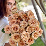 Cappuccino Potted Rose Bush