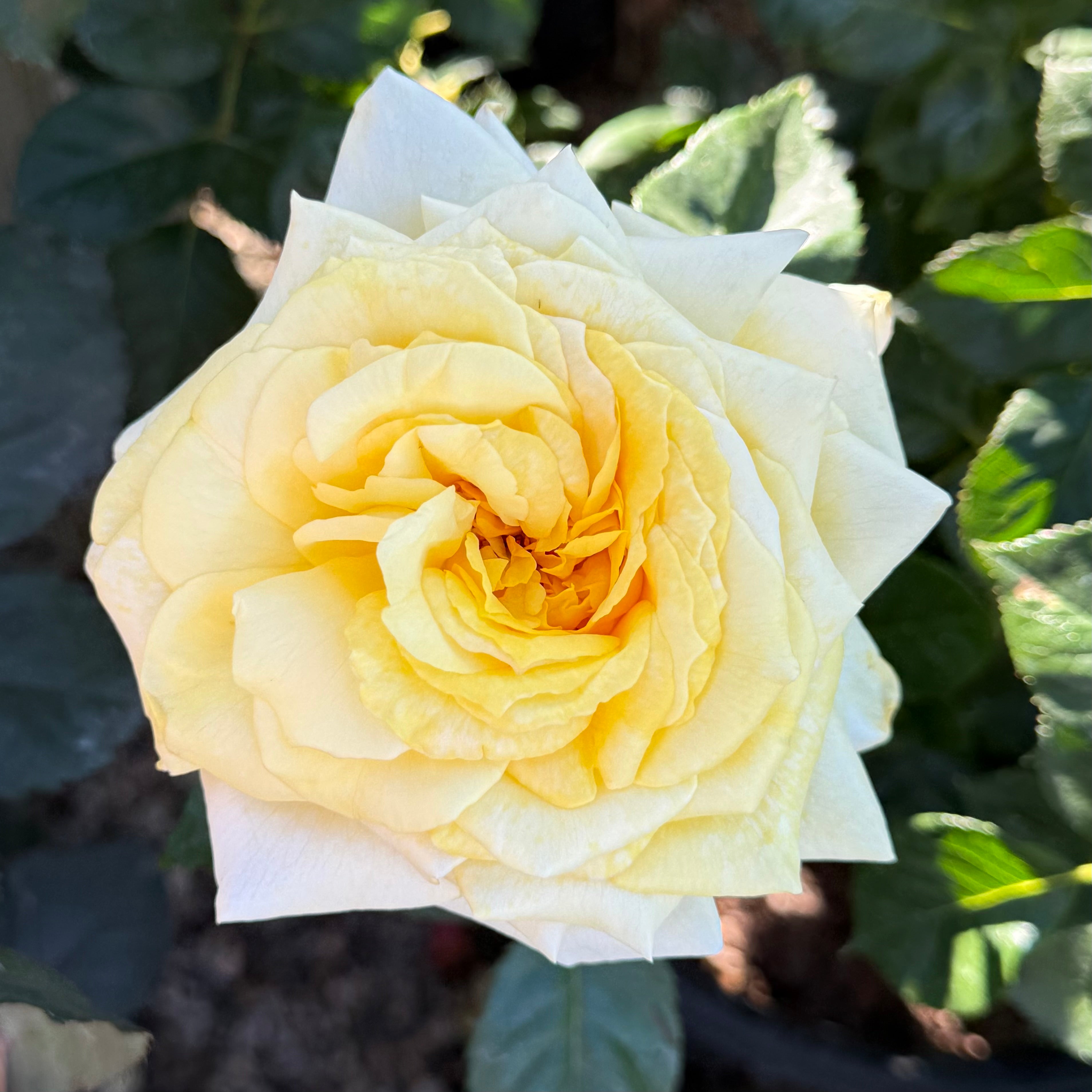 Lemontini™ Potted Rose Bush