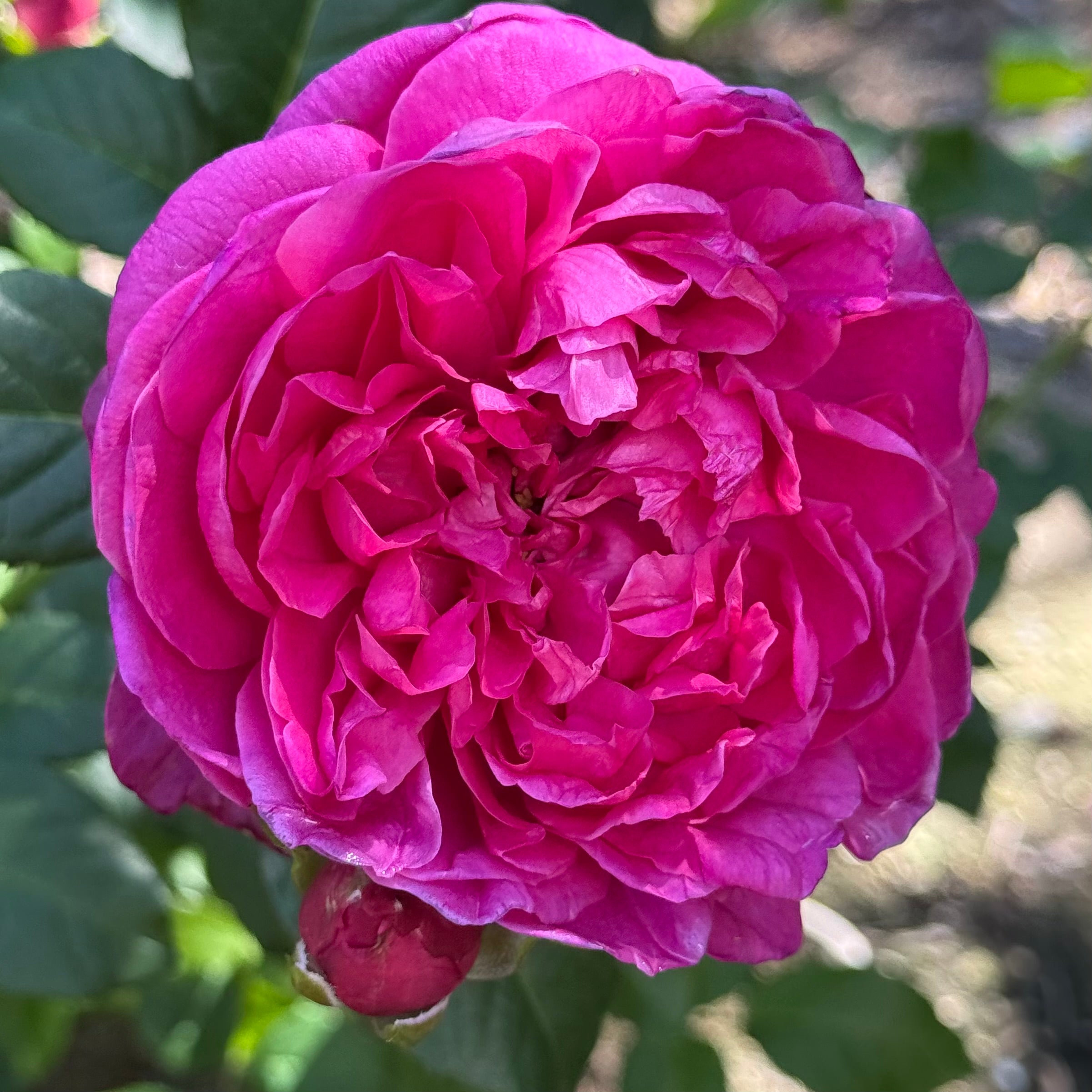 James L Austin Potted Rose Bush | David Austin Red Rose | Grace