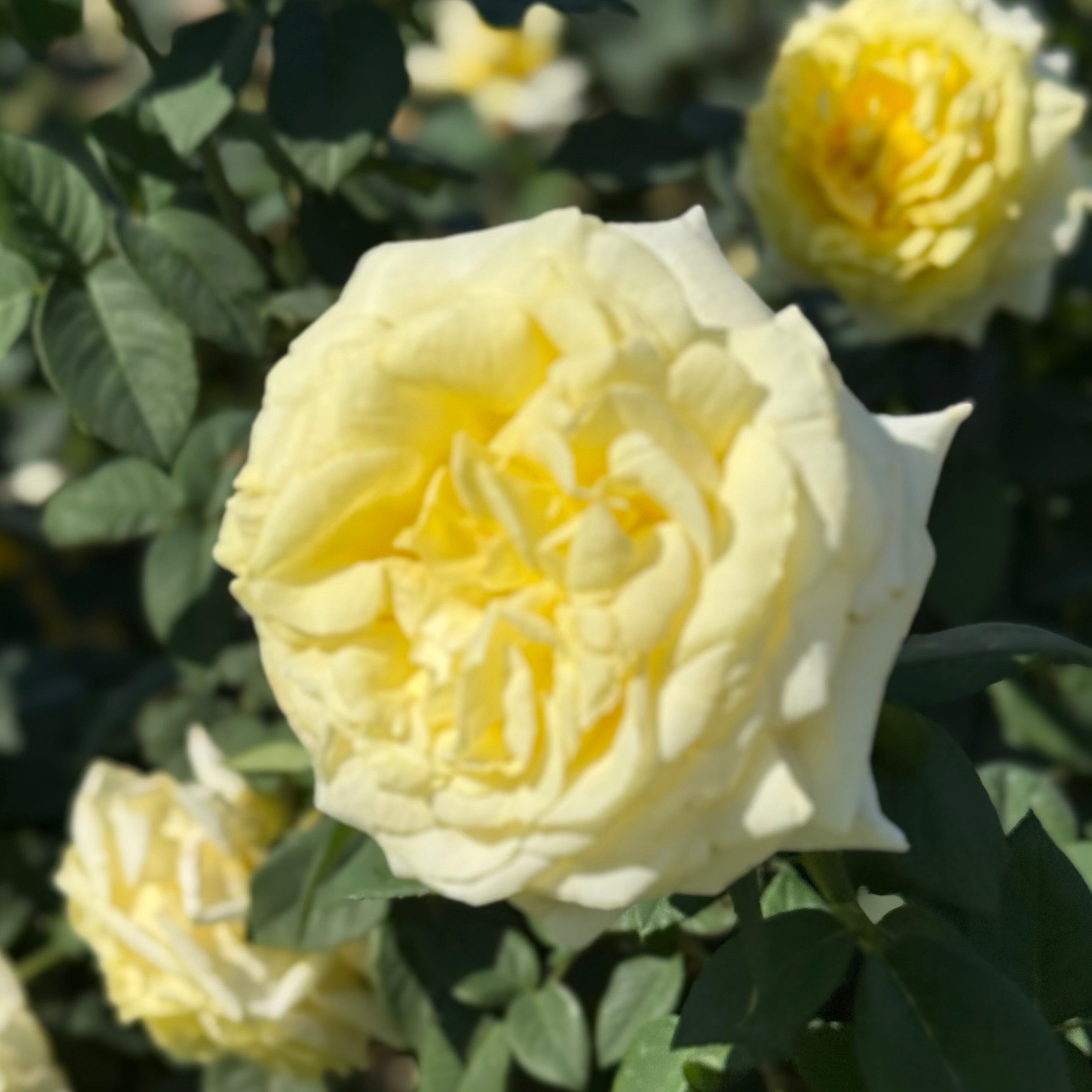 Chantilly Cream® Potted Rose Bush