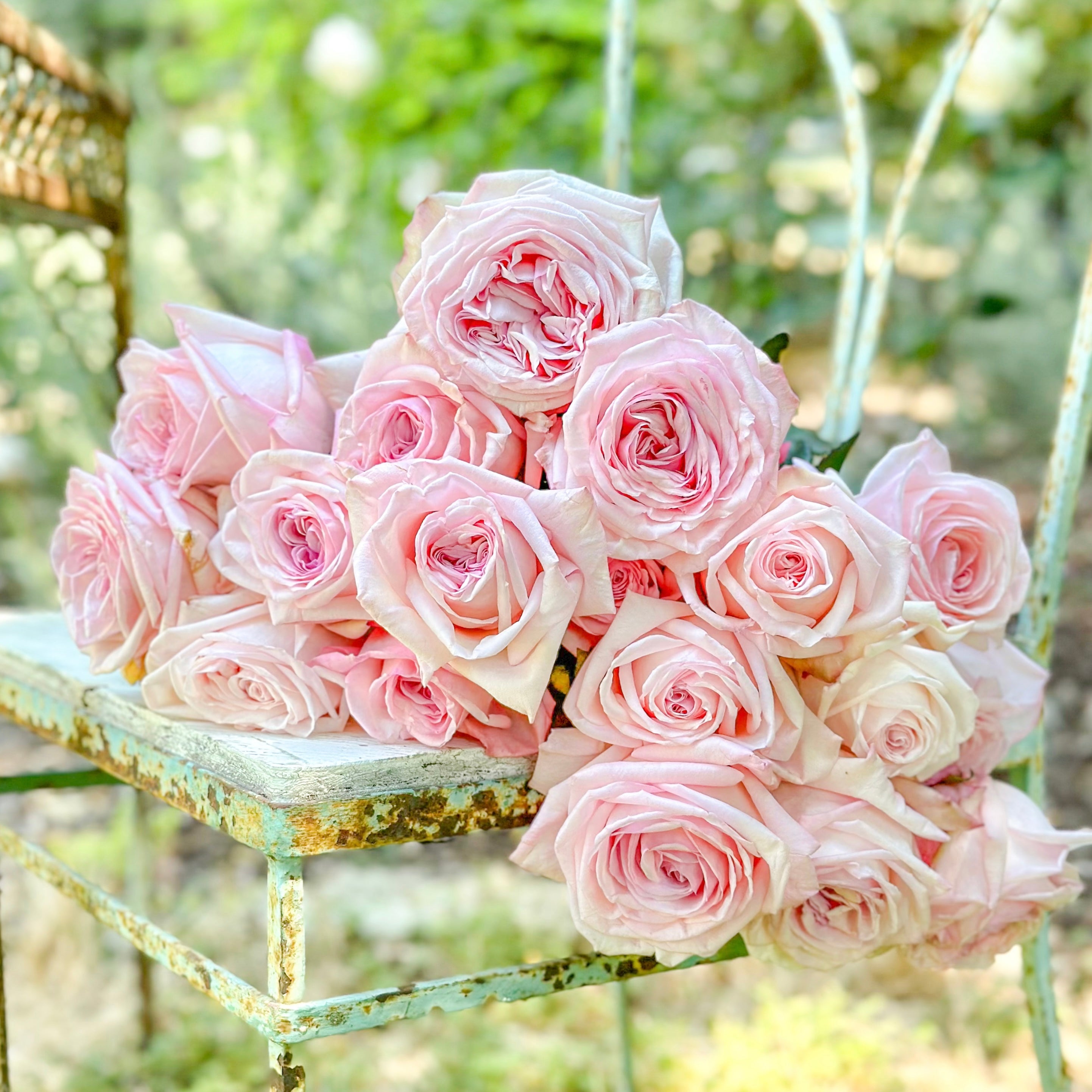 Pink Ohara Roses | Fragrant Pink Garden Roses | Grace Rose Farm