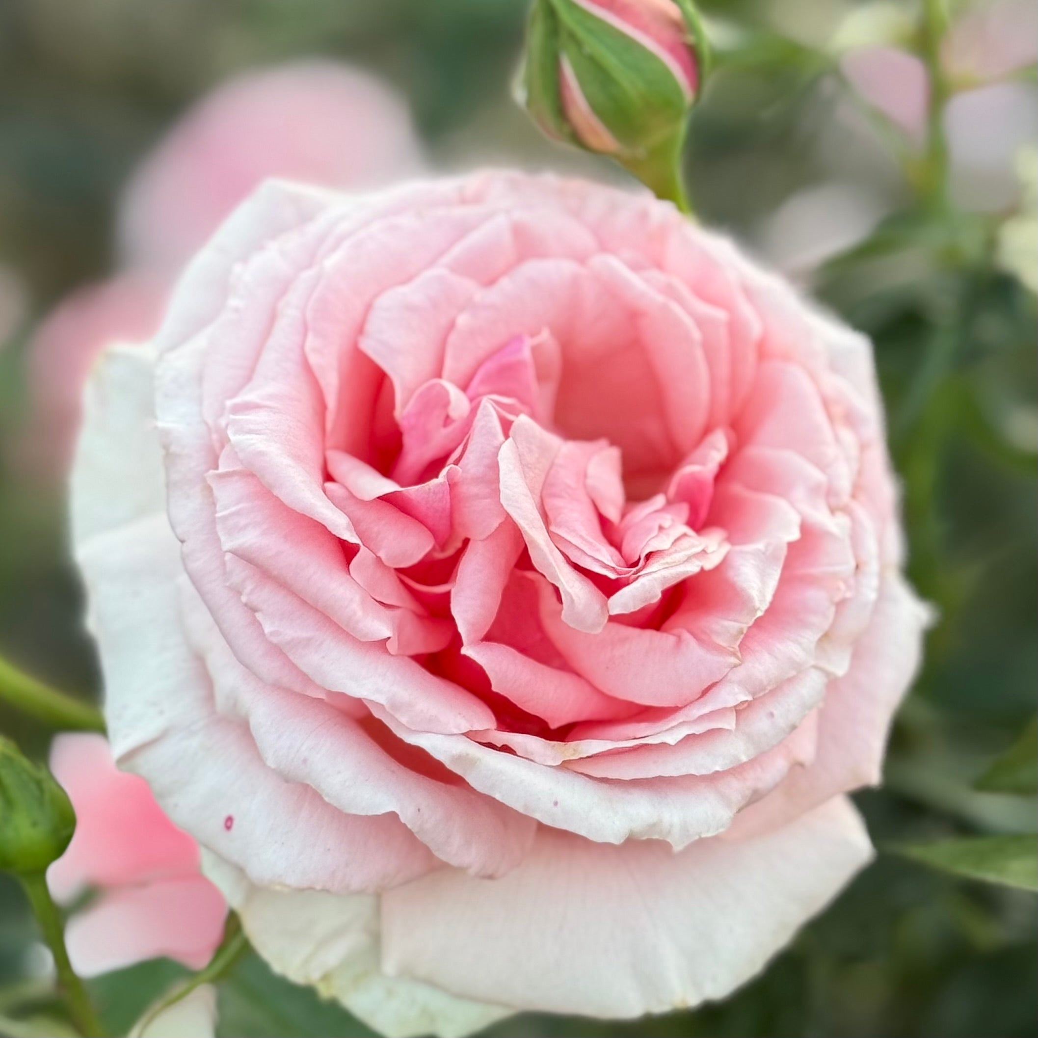 Voluptuous Rose | Large Pink Bloom Rose | Grace Rose Farm