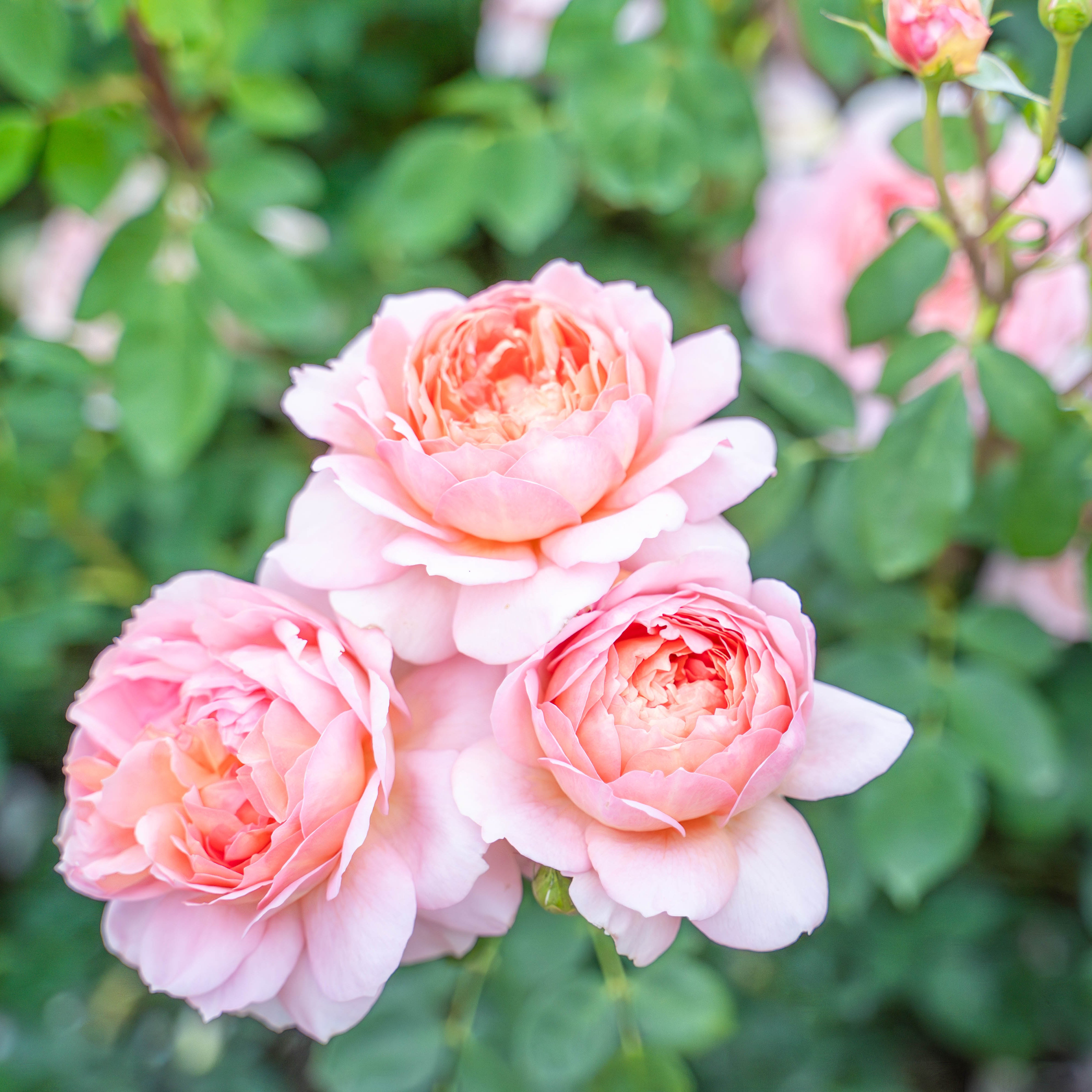 Close-up of pink roses with green leaves in the background