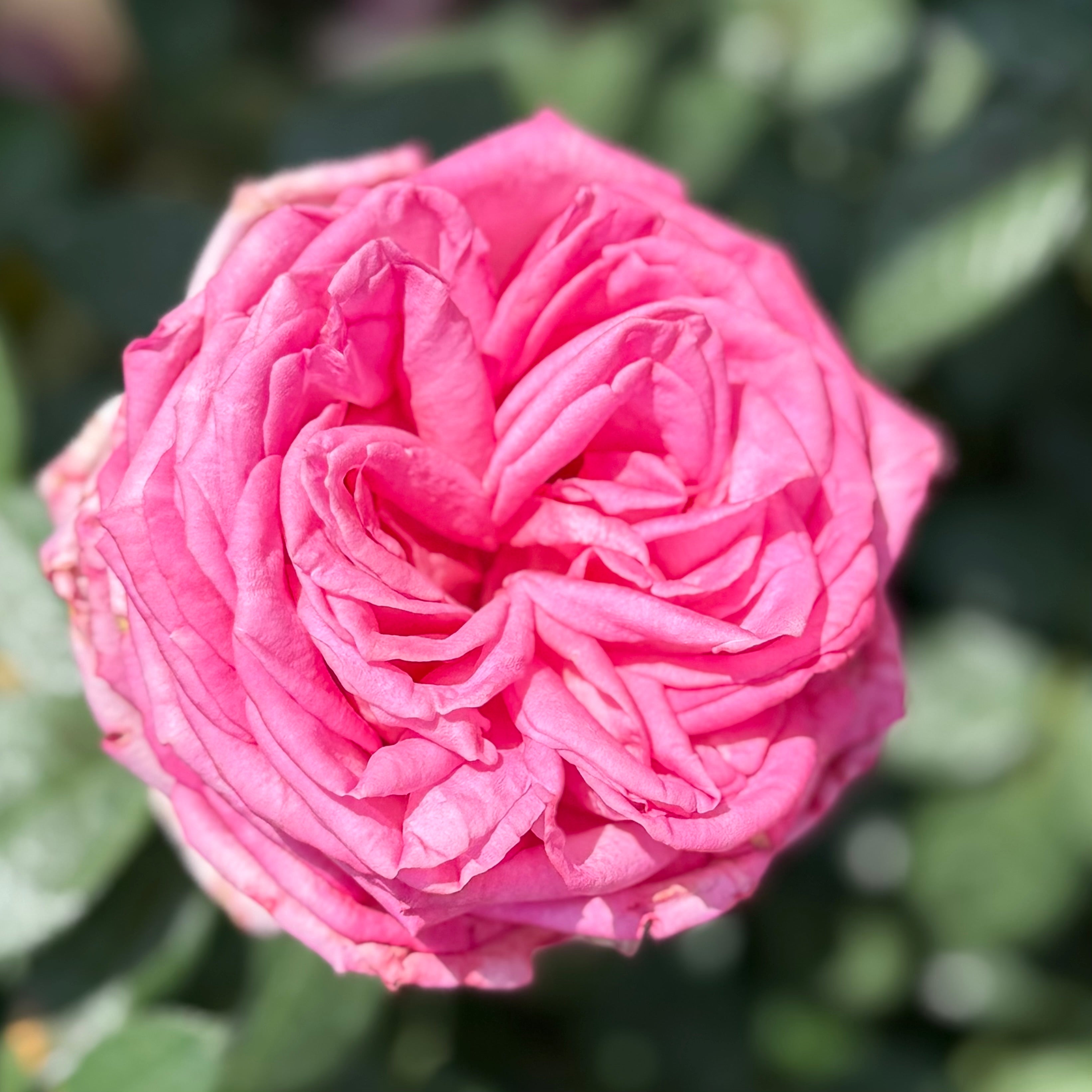 Eleganza® Wedding Bells™ Potted Rose Bush - Grace Rose Farm