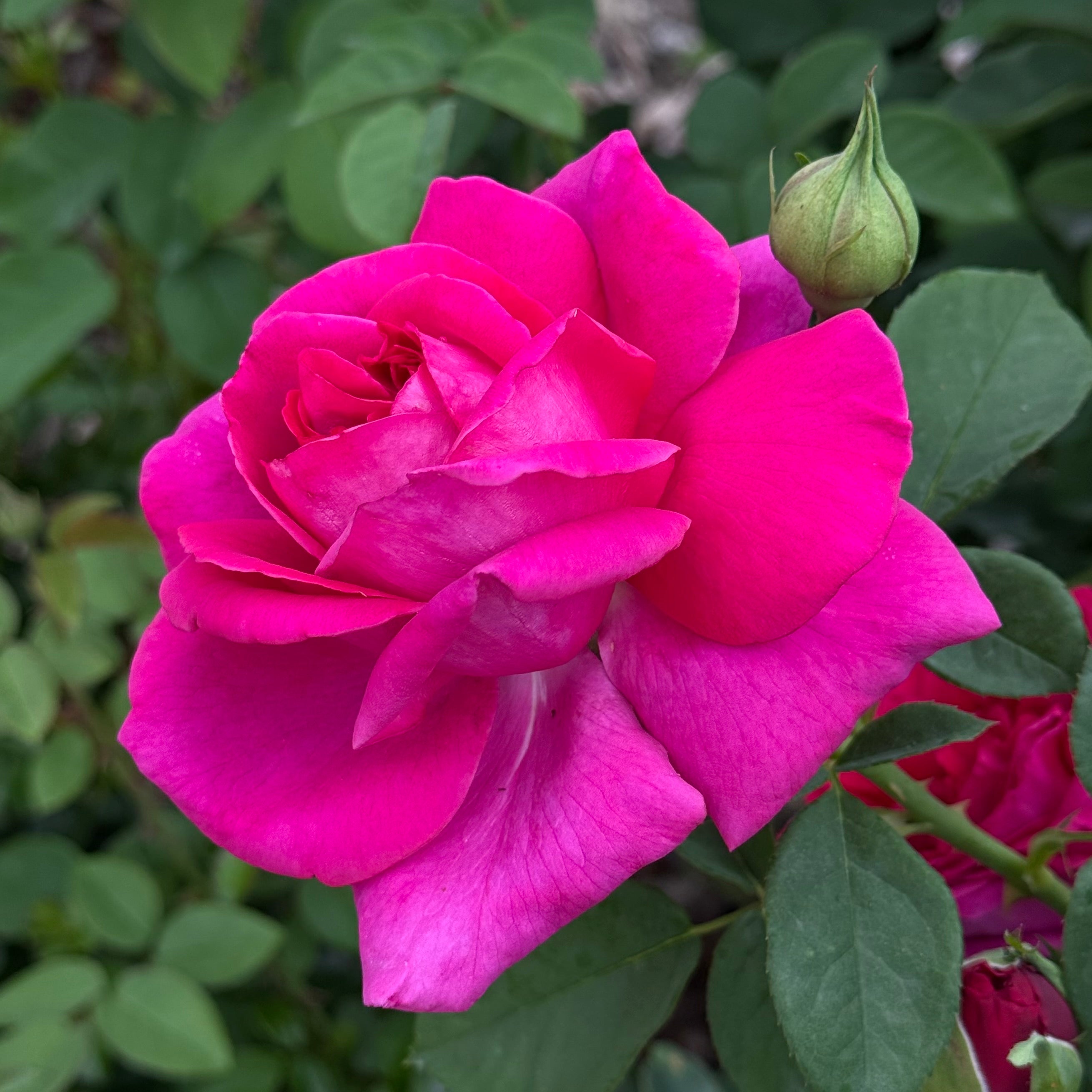 David Austin® The Dark Lady Potted Rose Bush