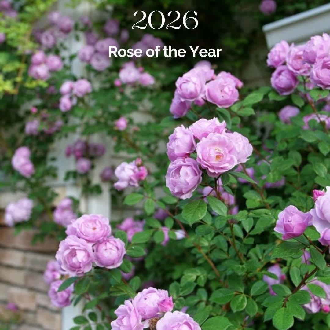 Proven Winners® Rise Up Lilac Days™ Potted Rose Bush
