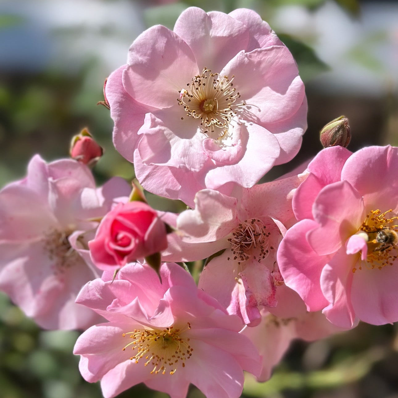 rose pink様❁︎オーダー　ハーバリウム　2027 4/16。:°ஐ* Sparrieshoop Rose | Fragrant Soft Pink Rose | Grace Rose Farm