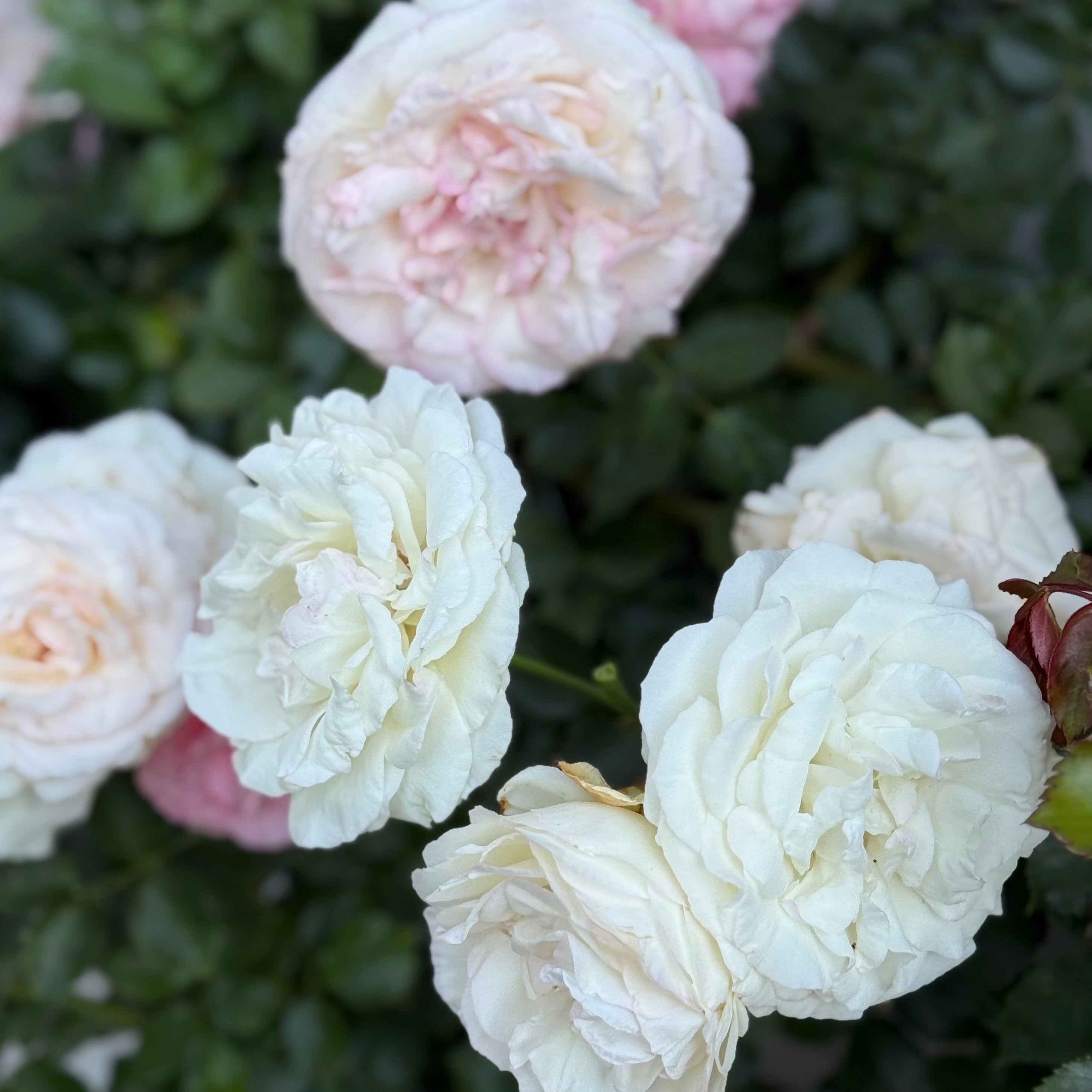 Eden Climber® White Potted Climbing Rose
