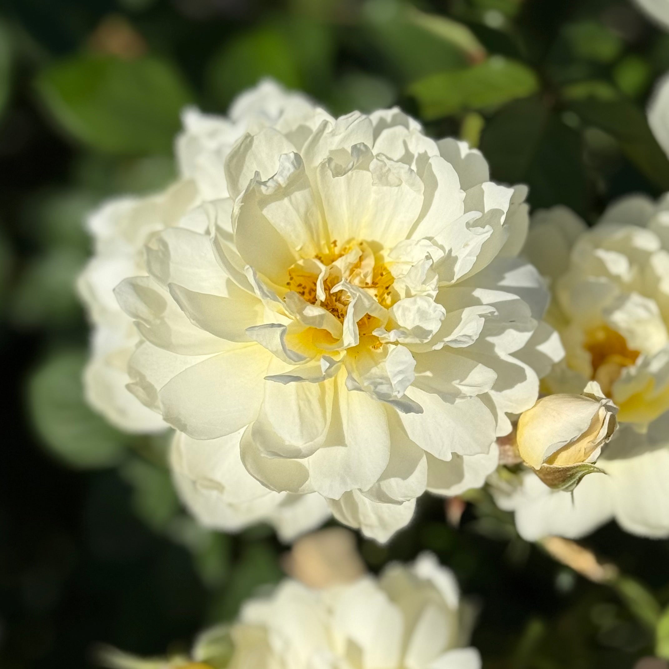 David Austin® Imogen® Potted Rose Bush