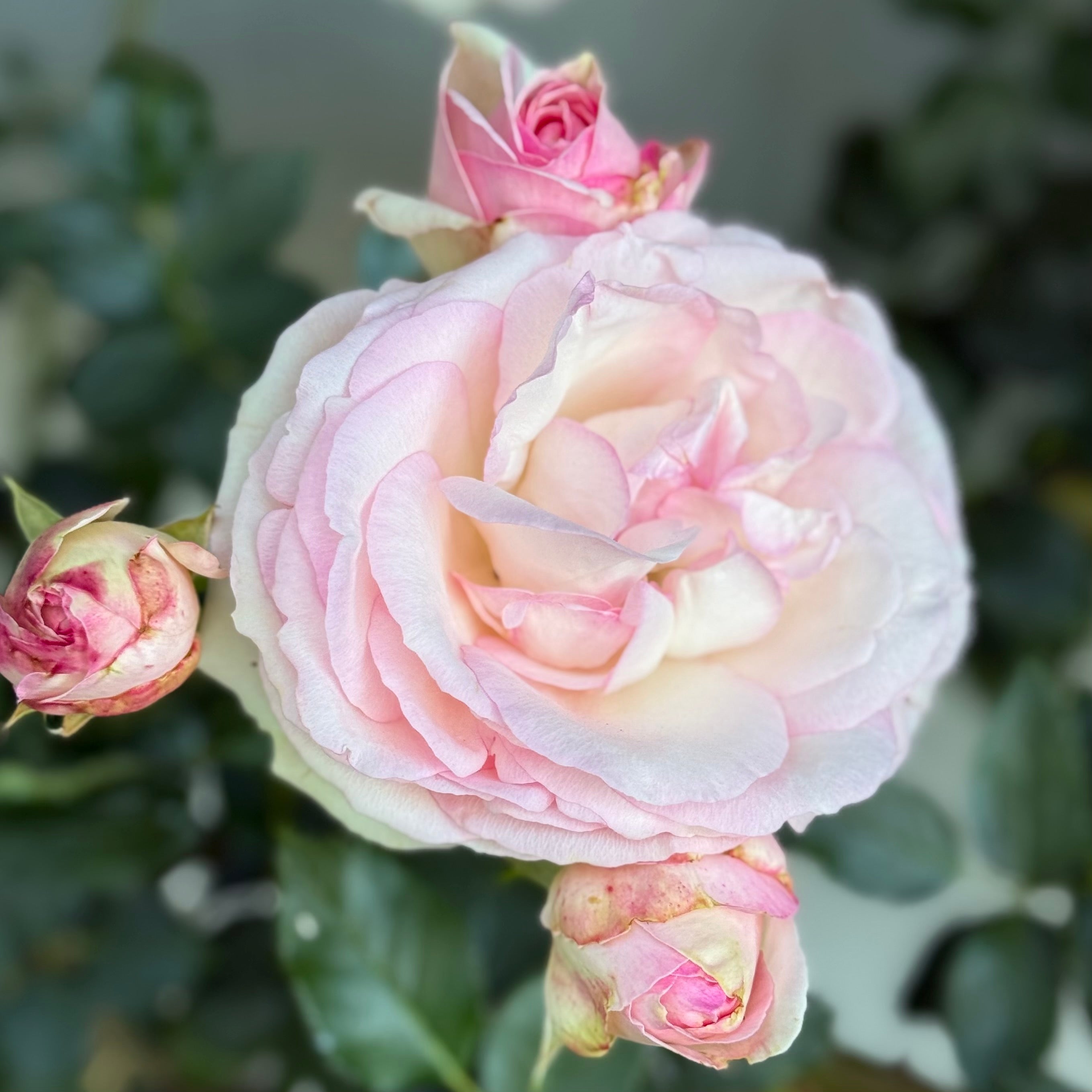 Eden Climber® Potted Climbing Rose