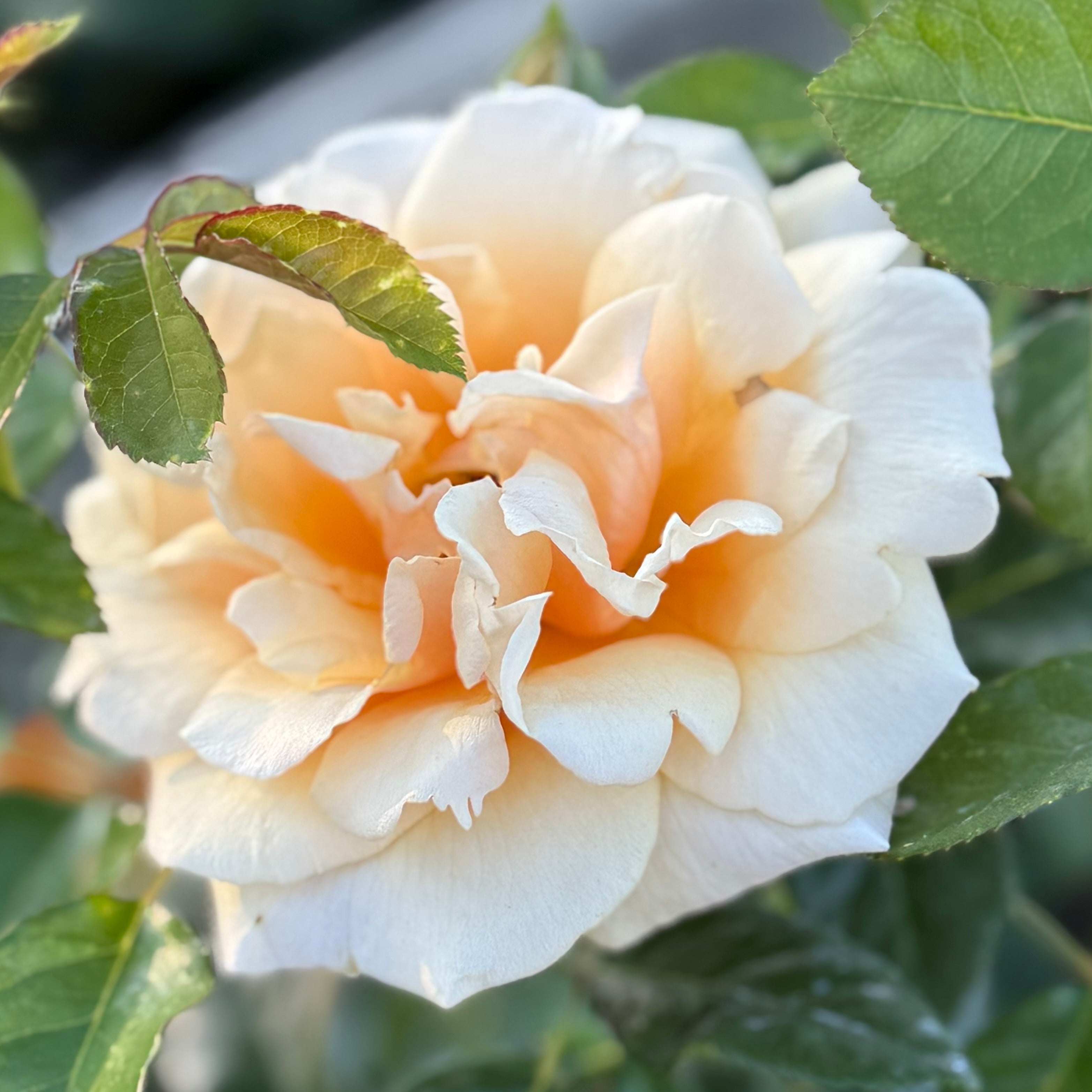 トップス rose St Tropez Potted Rose Bush | Yellow Rose Bush | Grace Rose Farm