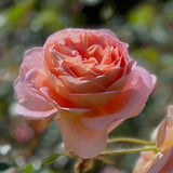 David Austin® Abraham Darby® Potted Rose Bush