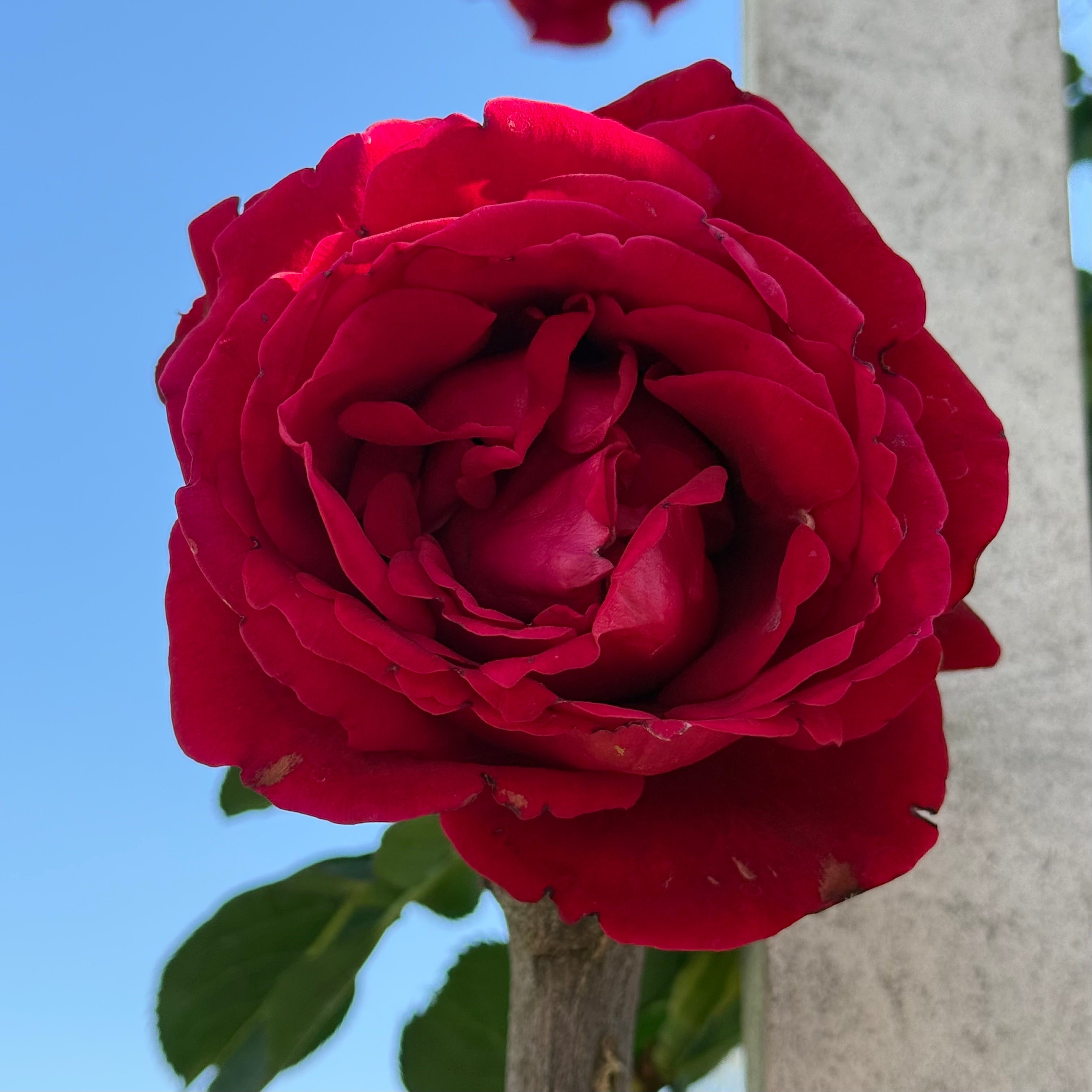 Grace Rose Farm Don Juan Climbing Rose - Thumbnail 4