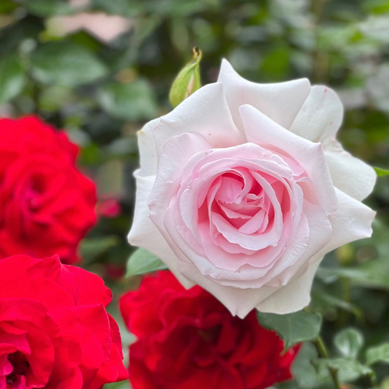 Meredith™ Potted Rose Bush