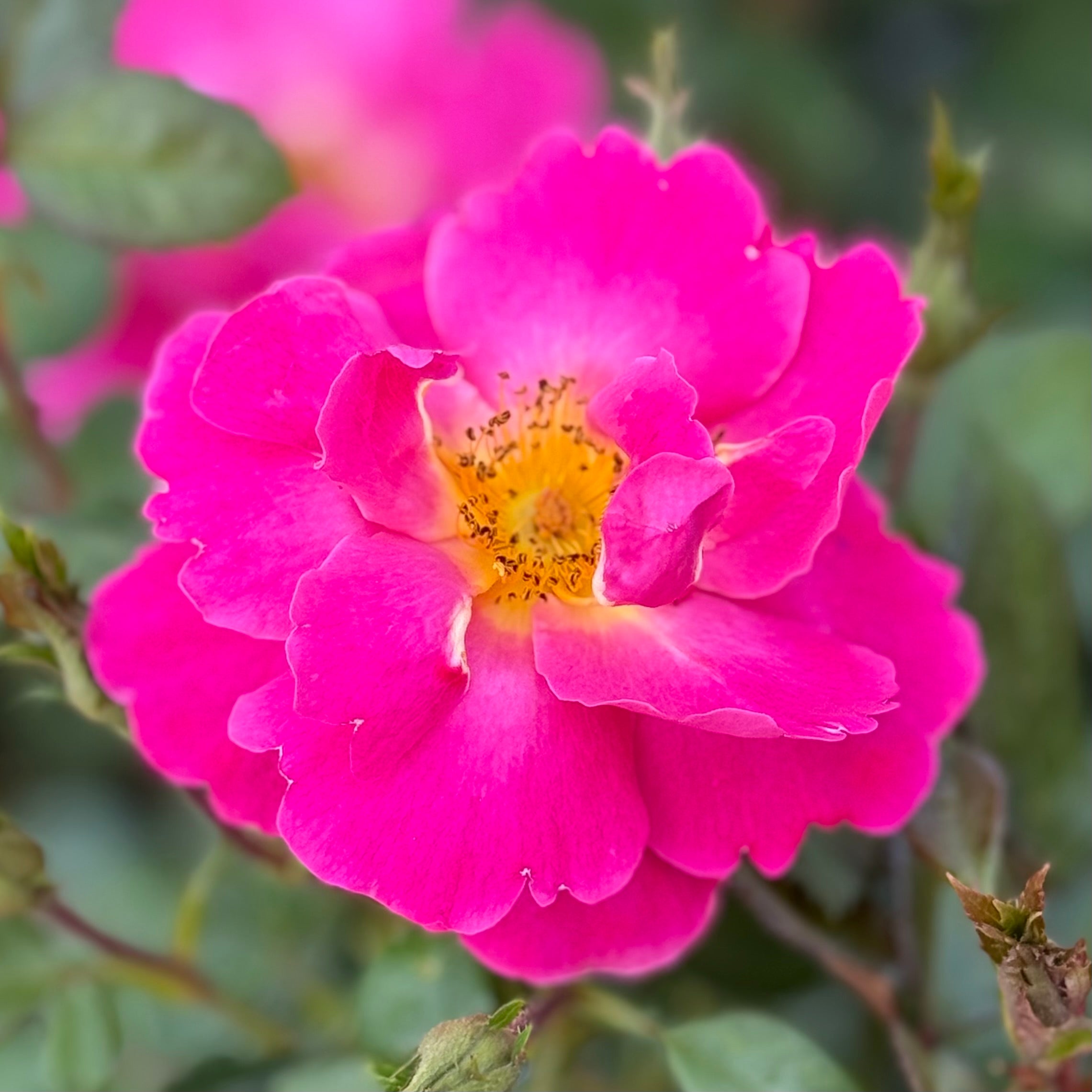 Shining Moment™ Potted Rose Bush