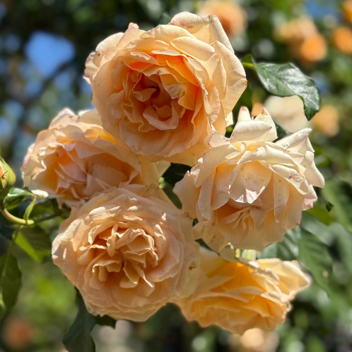 Golden Opportunity™ Bare Root Climbing Rose Bush