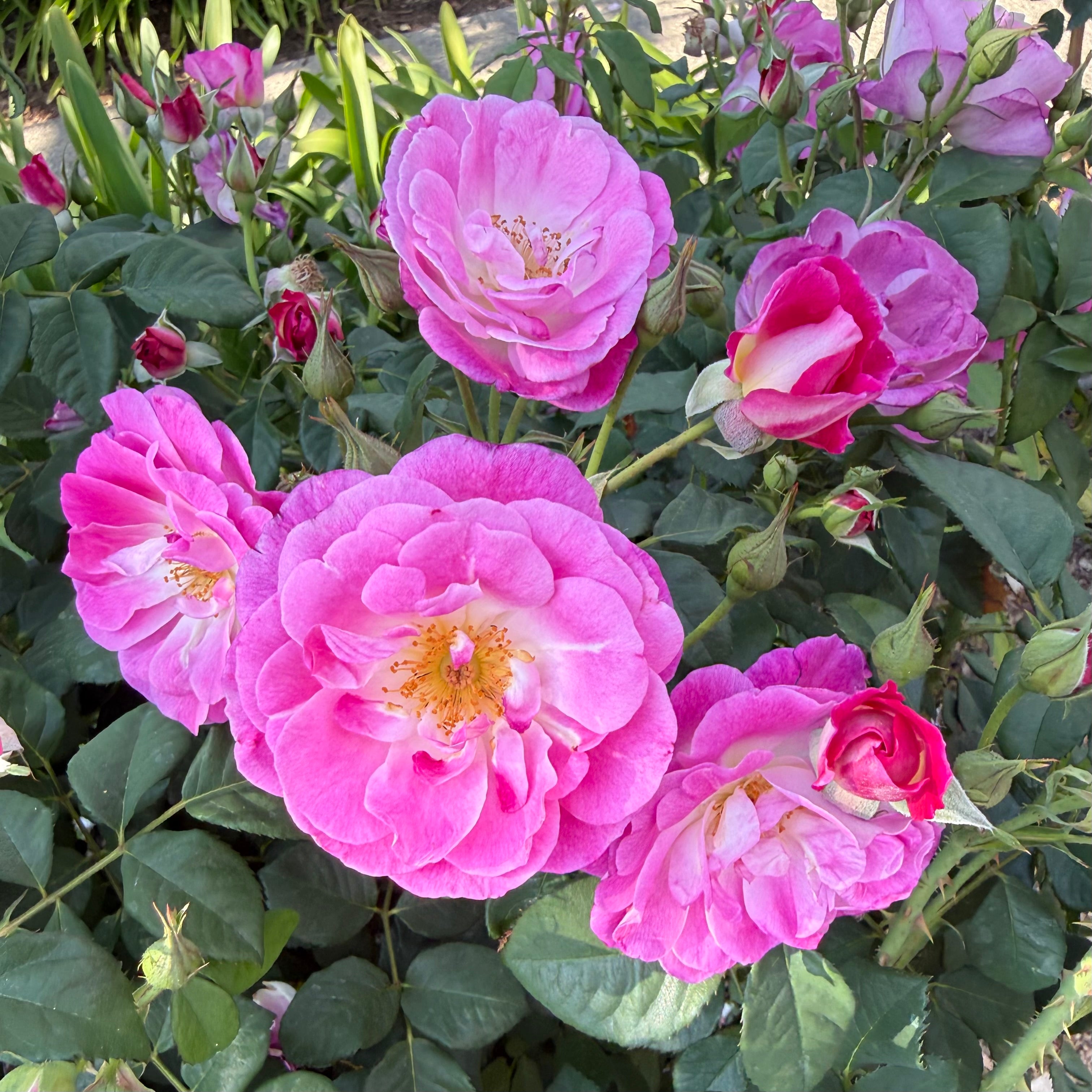 ＊*..Rose garden..＊°.. 優しい彩り　プリザーブドフラワー プリザーブドフラワー - 〜お花とポーセラーツとクレイ・布クラフト