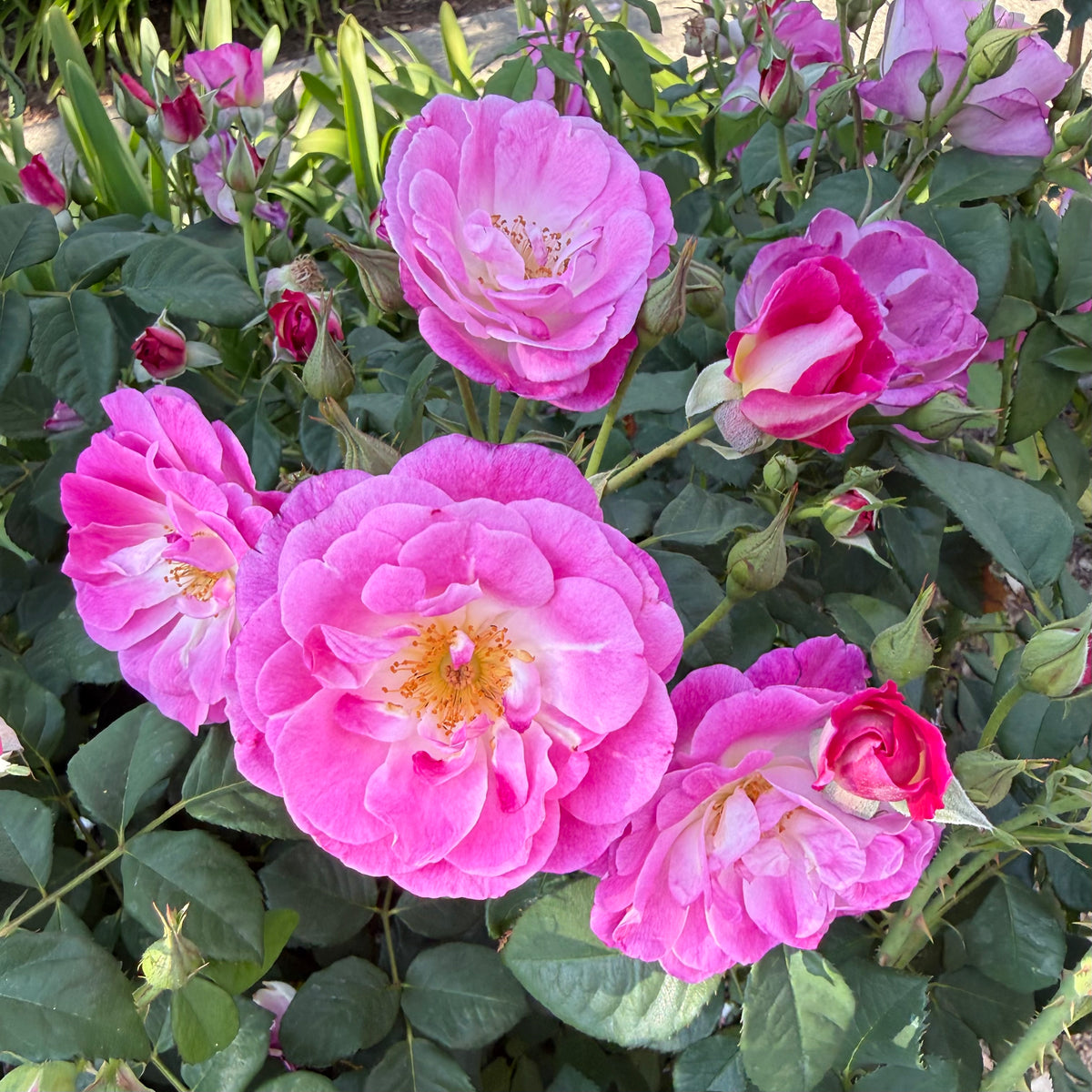 Easy to Please Tree Rose | Pink Tree Rose | Grace Rose Farm