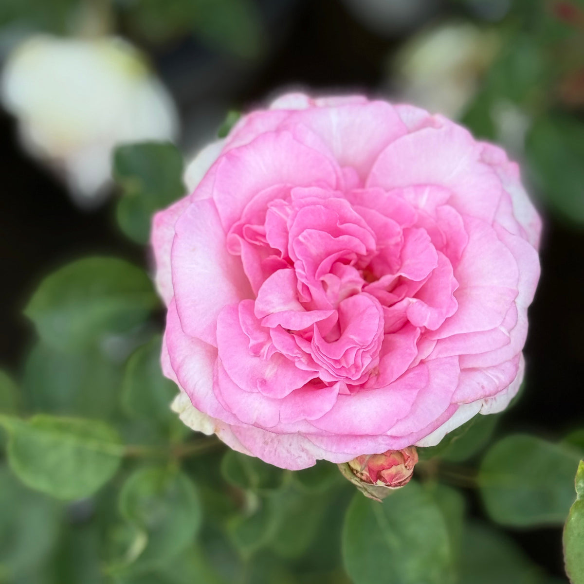 Gracie's Gem Box MORGANITE - Designer 3 Pack - Princesse Charlene de Monaco™ & Sitting Pretty™ & Eleganza® Beverly™ Potted Rose Bushes