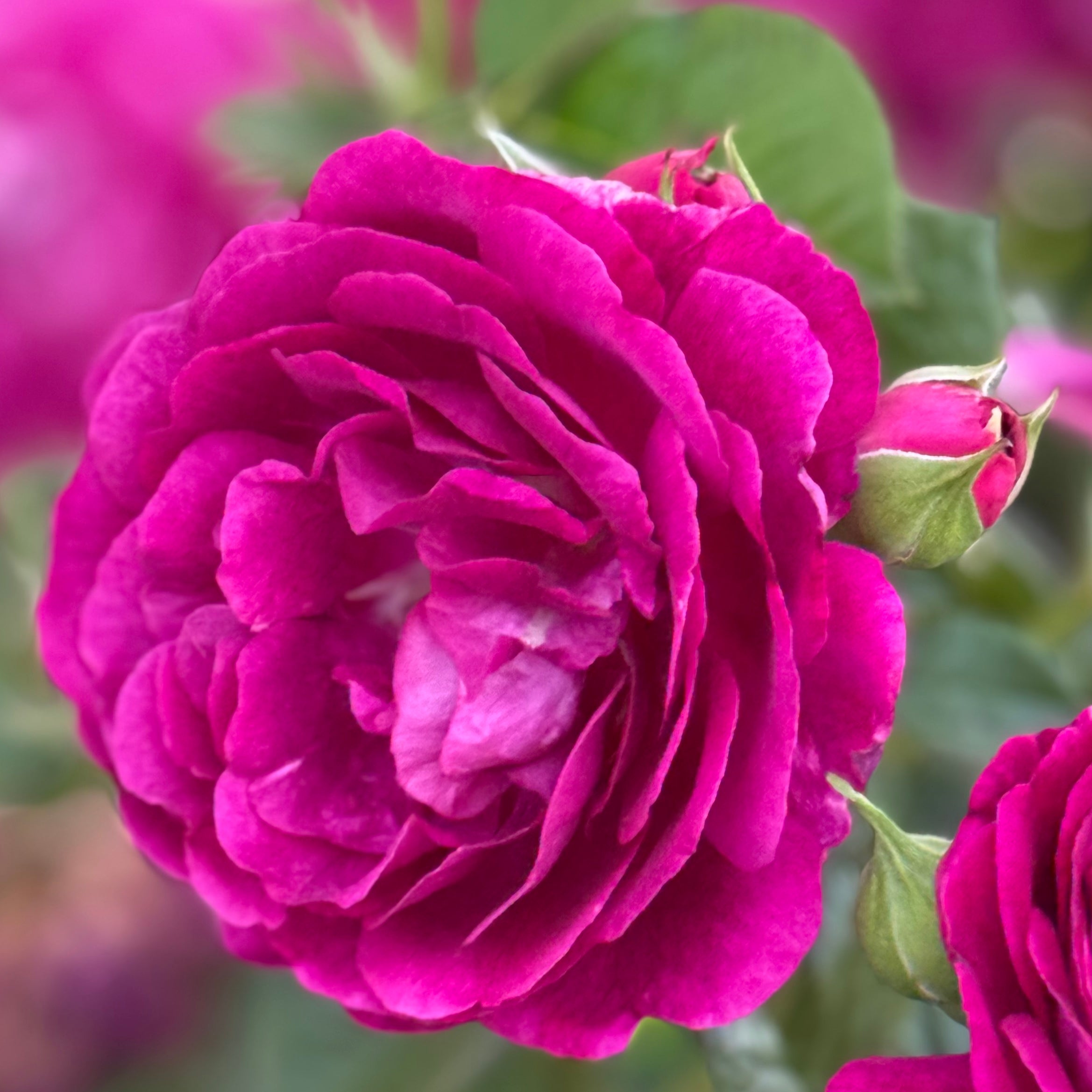 Twilight Zone™ Bare Root Rose Bush