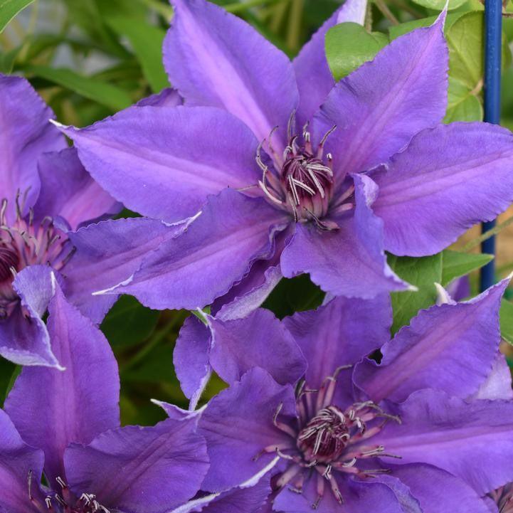 Clematis  Edda™ Potted Clematis Plant