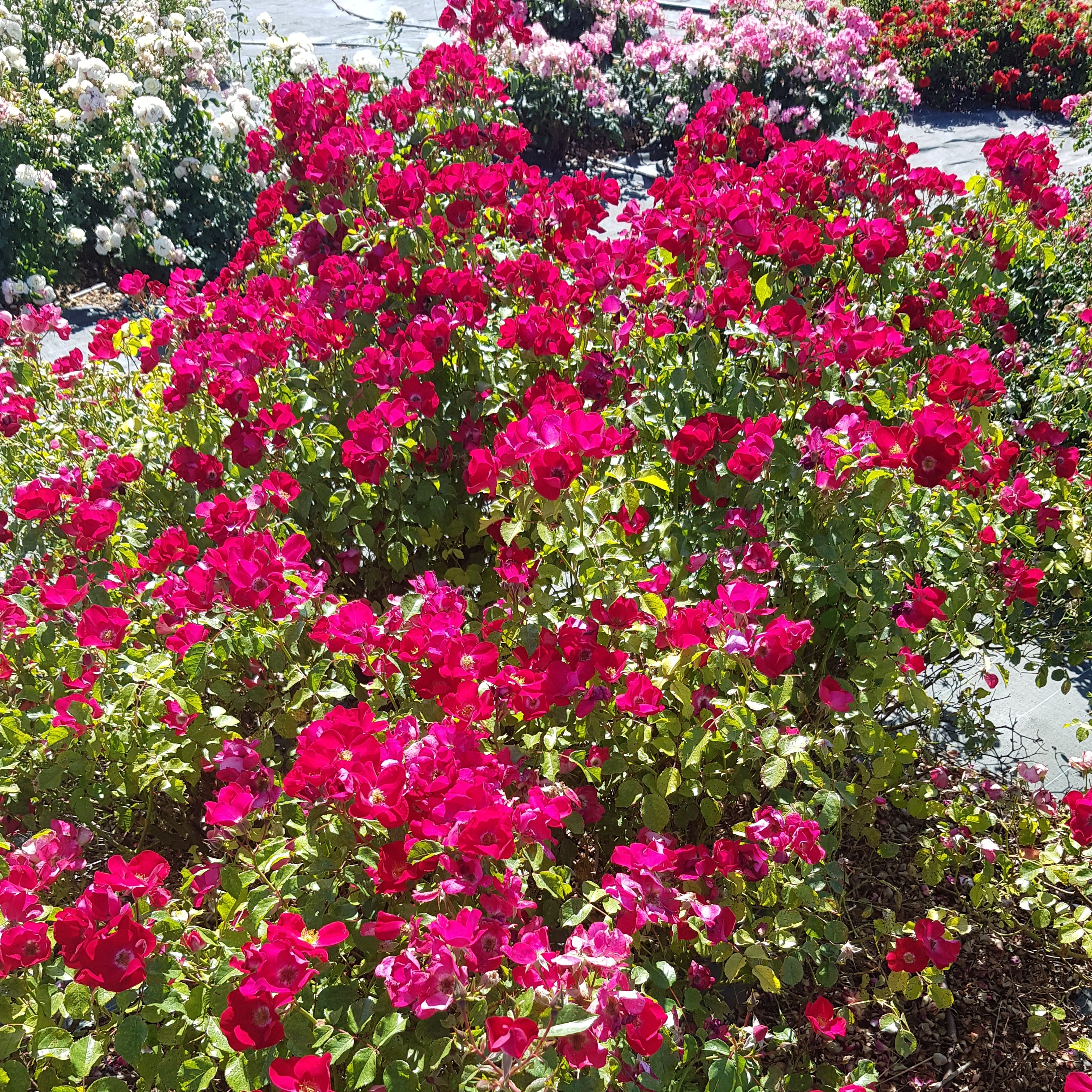 Friendly® Red Potted Rose Bush