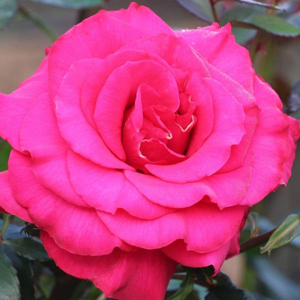 Fame!™ Potted Rose Bush