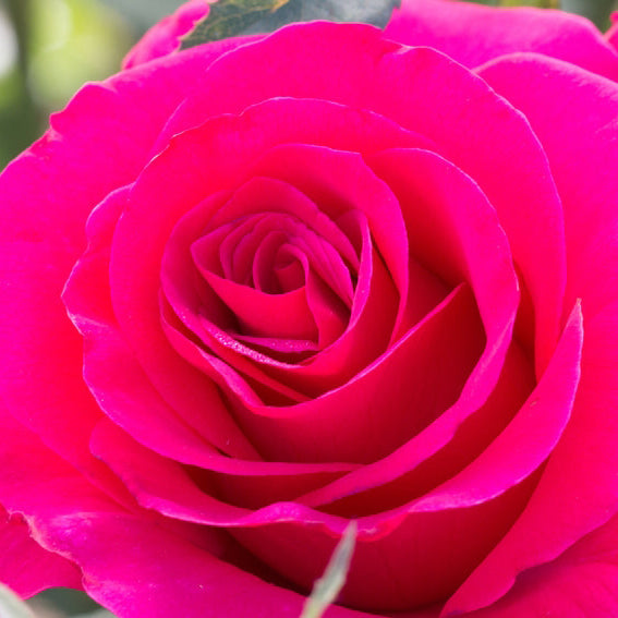 Fame!™ Potted Rose Bush