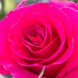 Fame!™ Potted Tree Rose