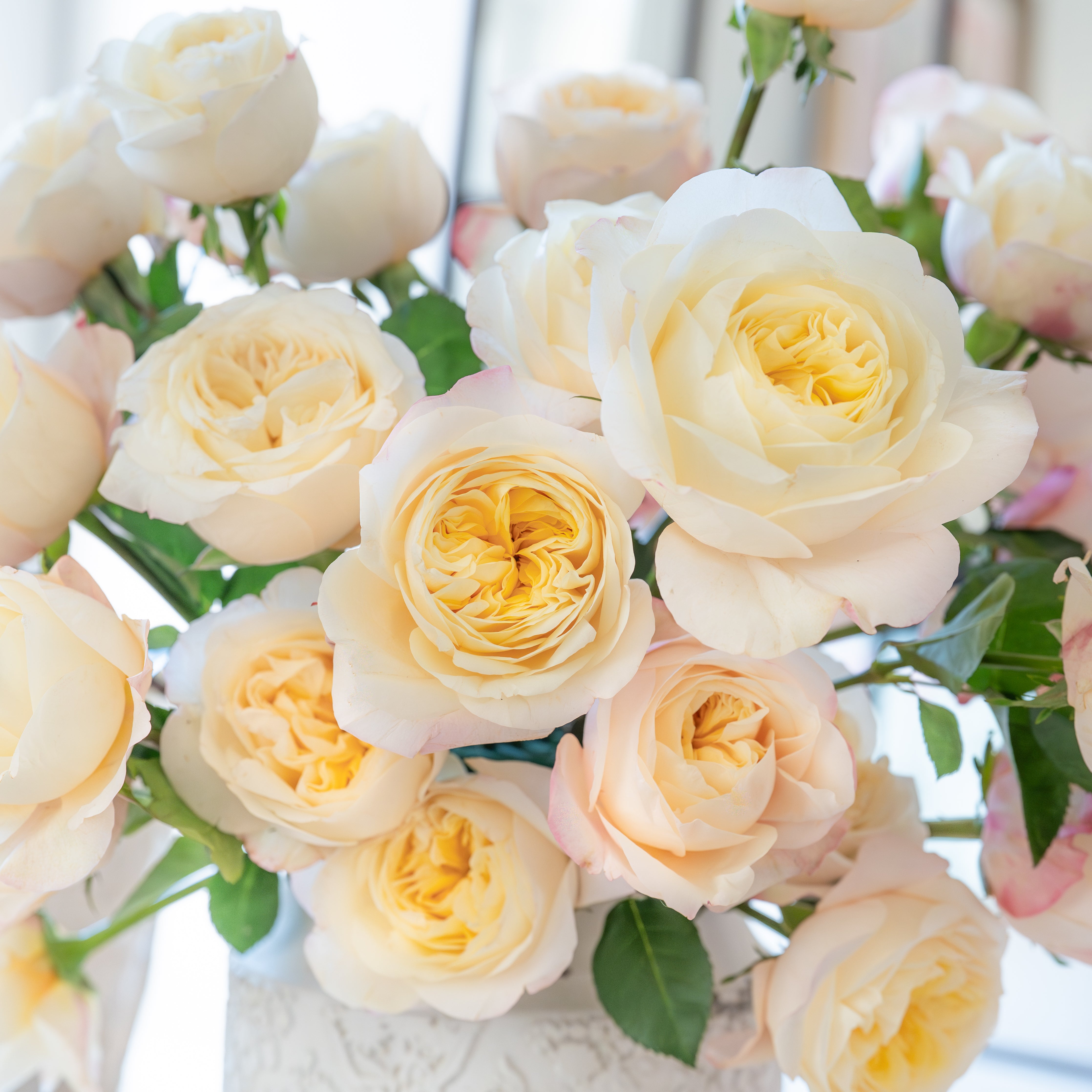 Cream Roses | From White O'Hara To Princess Maya | Grace Rose Farm