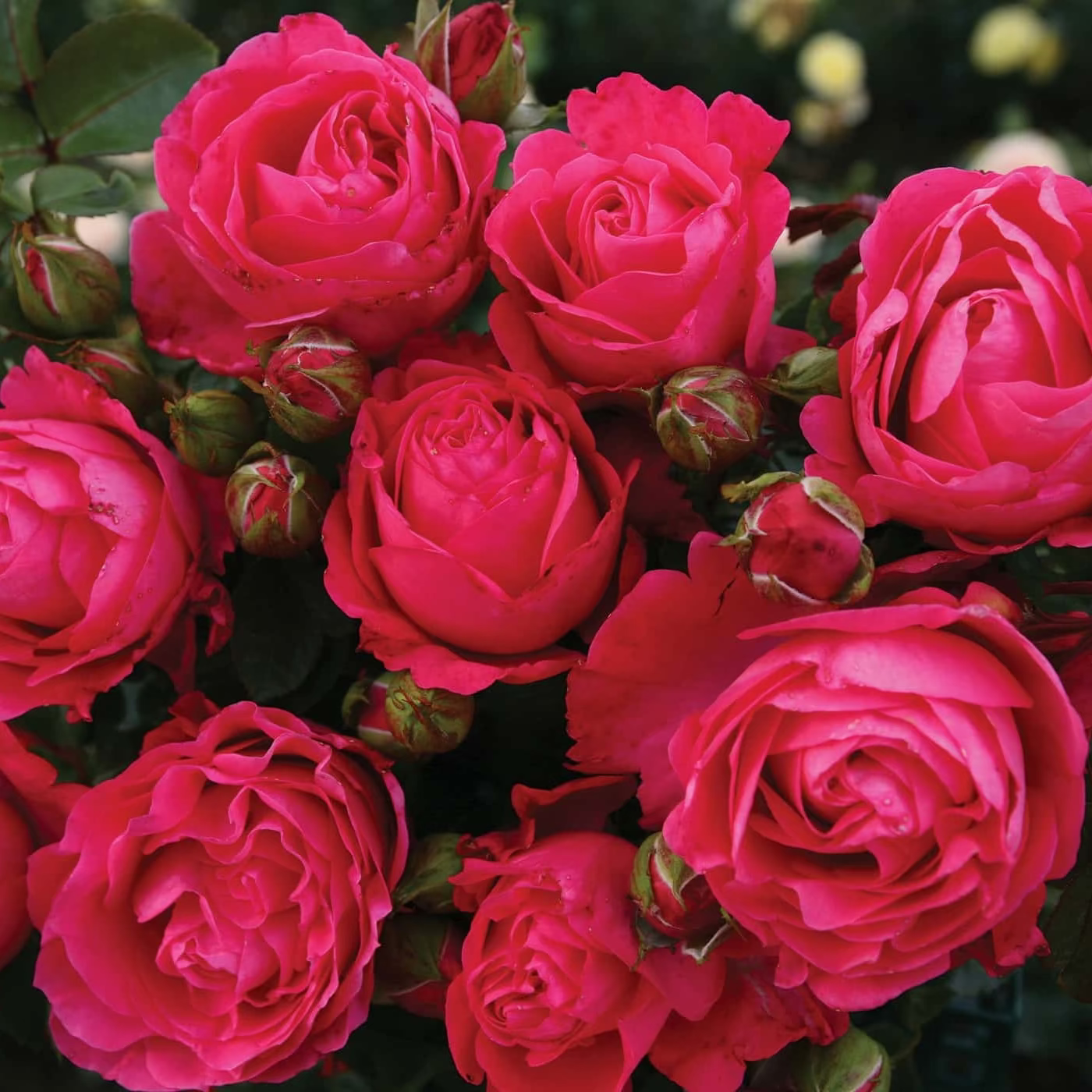 Eleganza® Fiji™  Potted Rose Bush