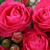 Eleganza® Fiji™  Bare Root Rose Bush