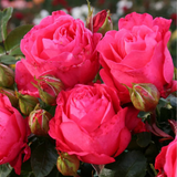 Eleganza® Fiji™  Bare Root Rose Bush