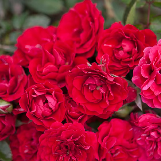 Meidiland Fire Potted Rose Bush | Red Landscape Rose Bush | Grace