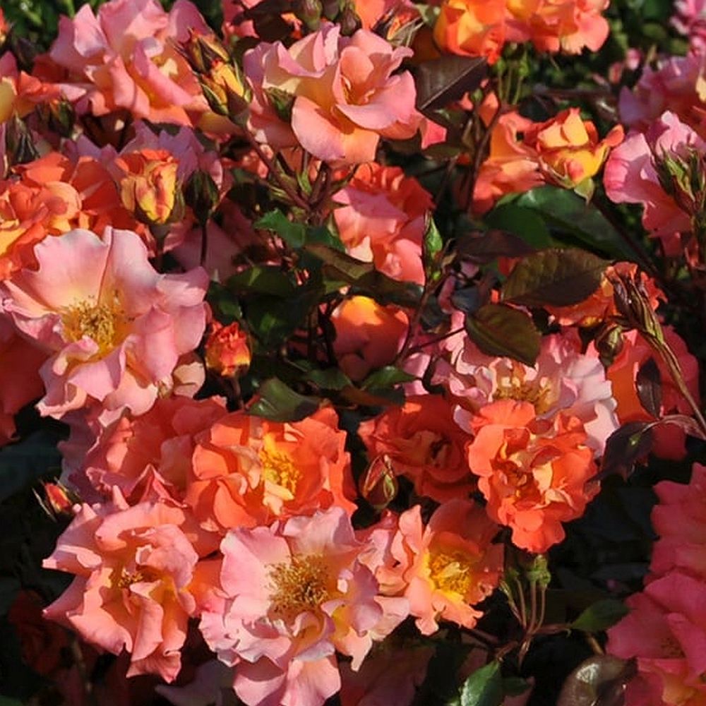 Kolorscape® Firecracker™ Potted Rose Bush