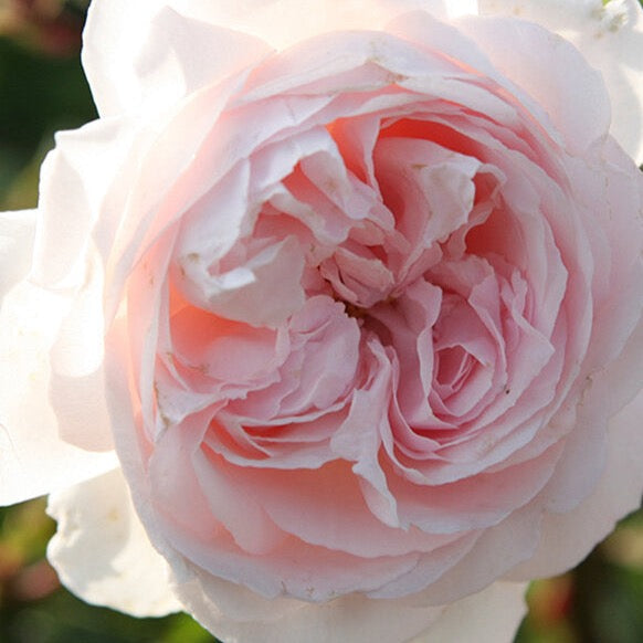 Parfuma® First Crush™ Bare Root Rose Bush