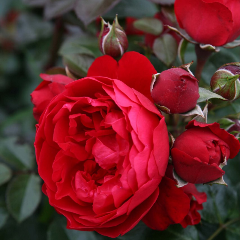 Arborose® Florentina™ Bare Root Climbing Rose