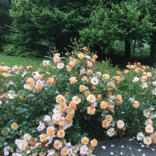 Flower Carpet Amber Potted Rose Bush | Amber Groundcover Rose