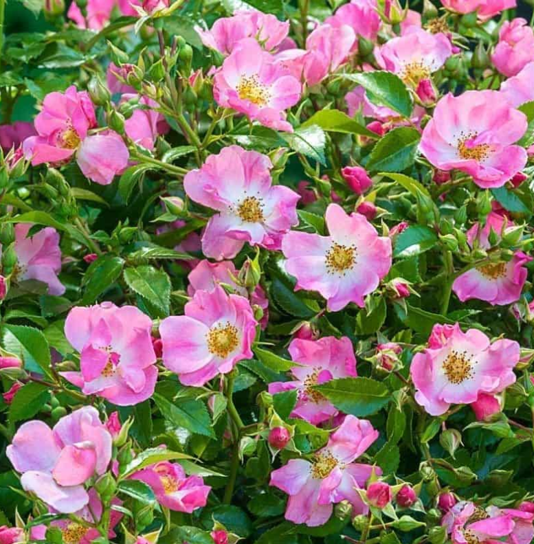 Forever & Ever Pink Potted Rose Bush | Pink Miniature Rose Bush | Grace ...