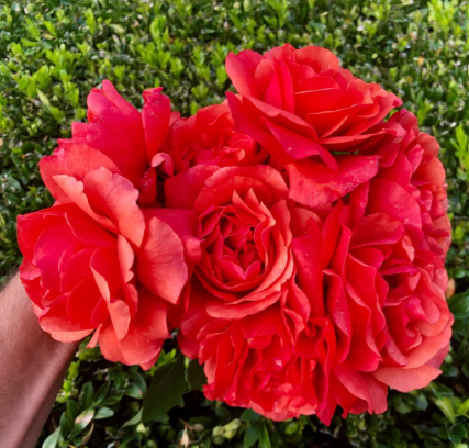 Foxy Lady™ Bare Root Rose Bush