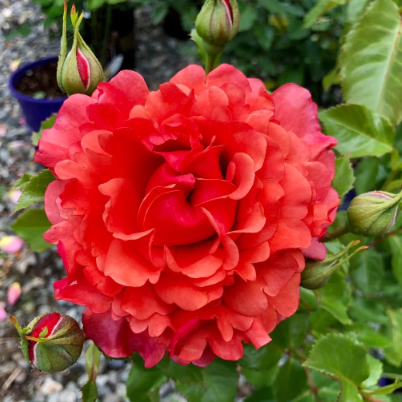 Foxy Lady™ Bare Root Rose Bush