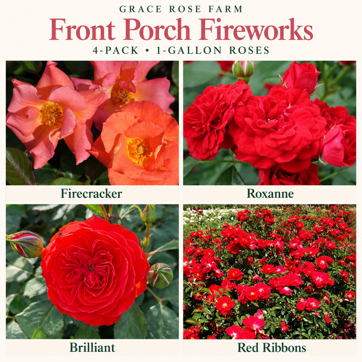 FRONT PORCH FIREWORKS  4 Pack - Firecracker, Roxanne, Brilliant, Red Ribbons