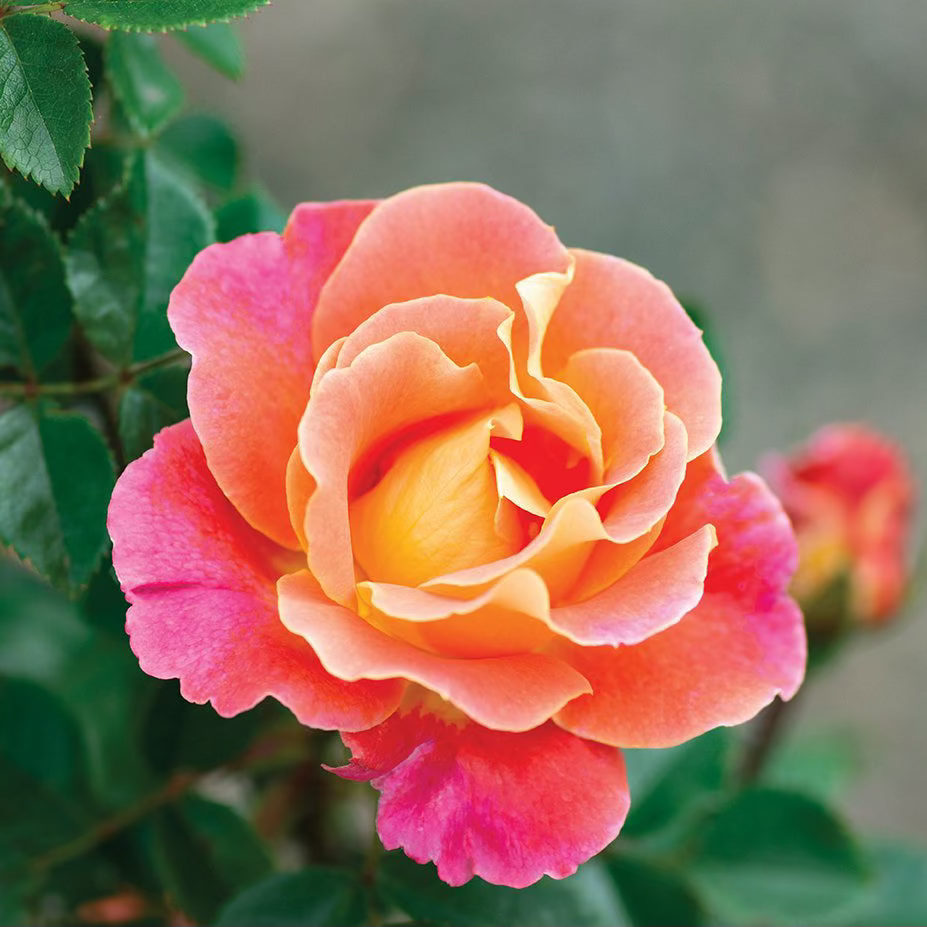 Grace Rose Farm Fruity Petals Climbing Rose