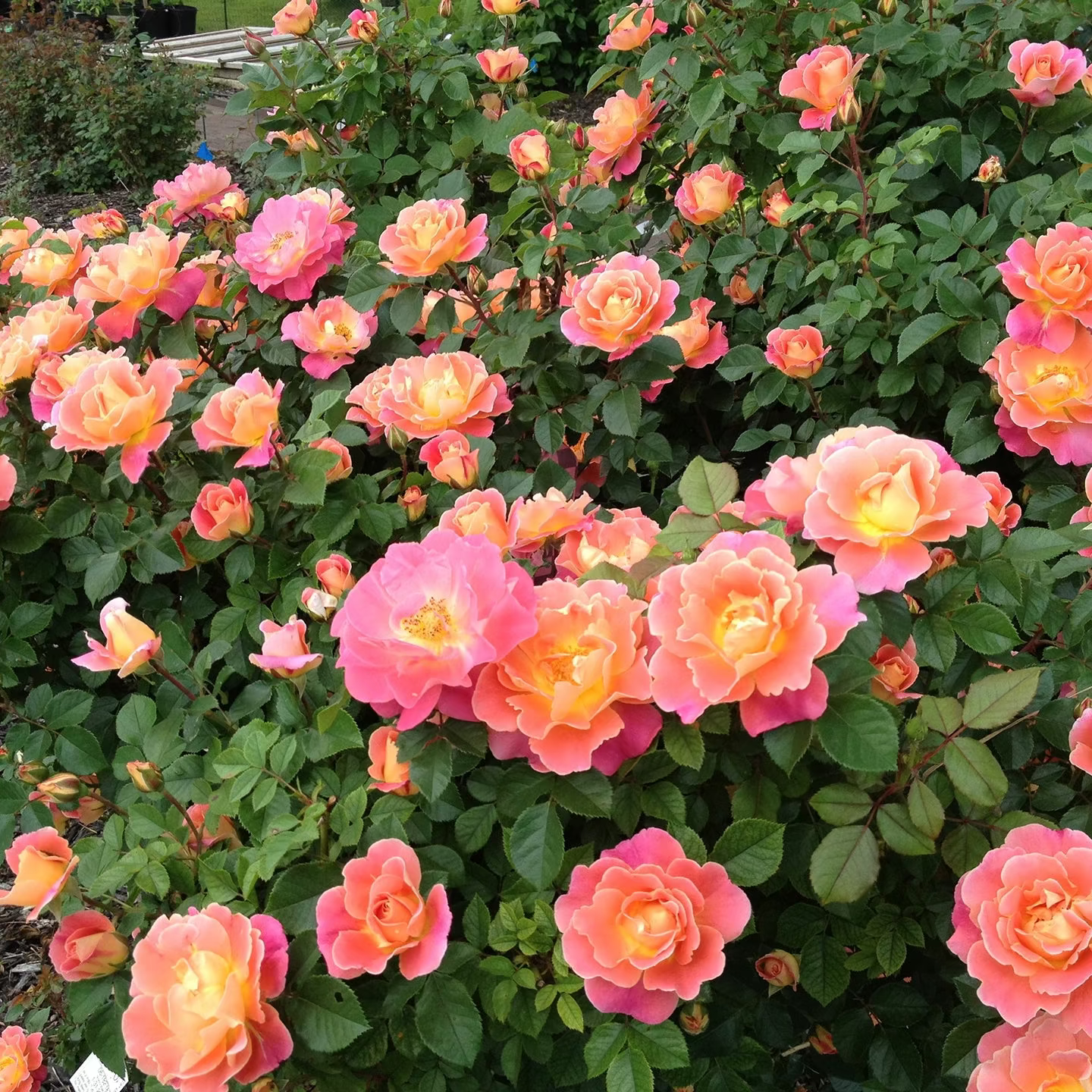 Grace Rose Farm Fruity Petals Climbing Rose - Thumbnail 3